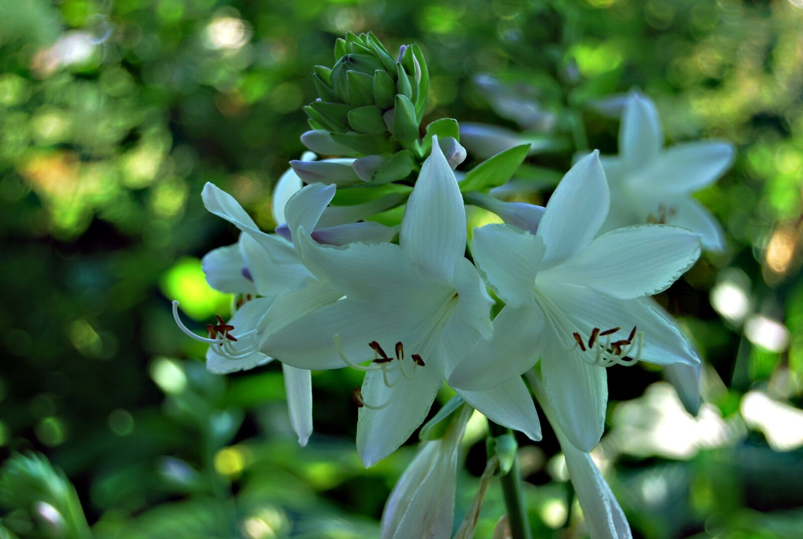 Nikon D60 sample photo. Nature, plant, hosta leaf photography