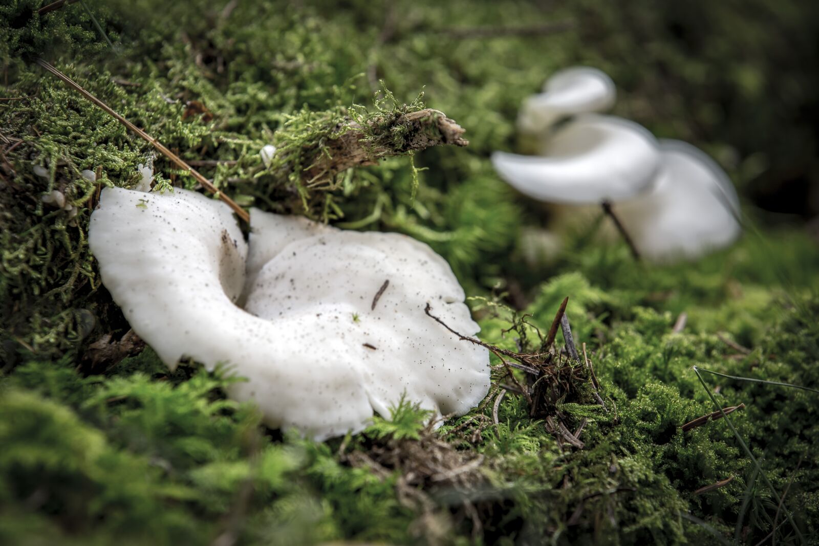 Canon EOS 6D sample photo. Nature, moss, funnel-ling photography