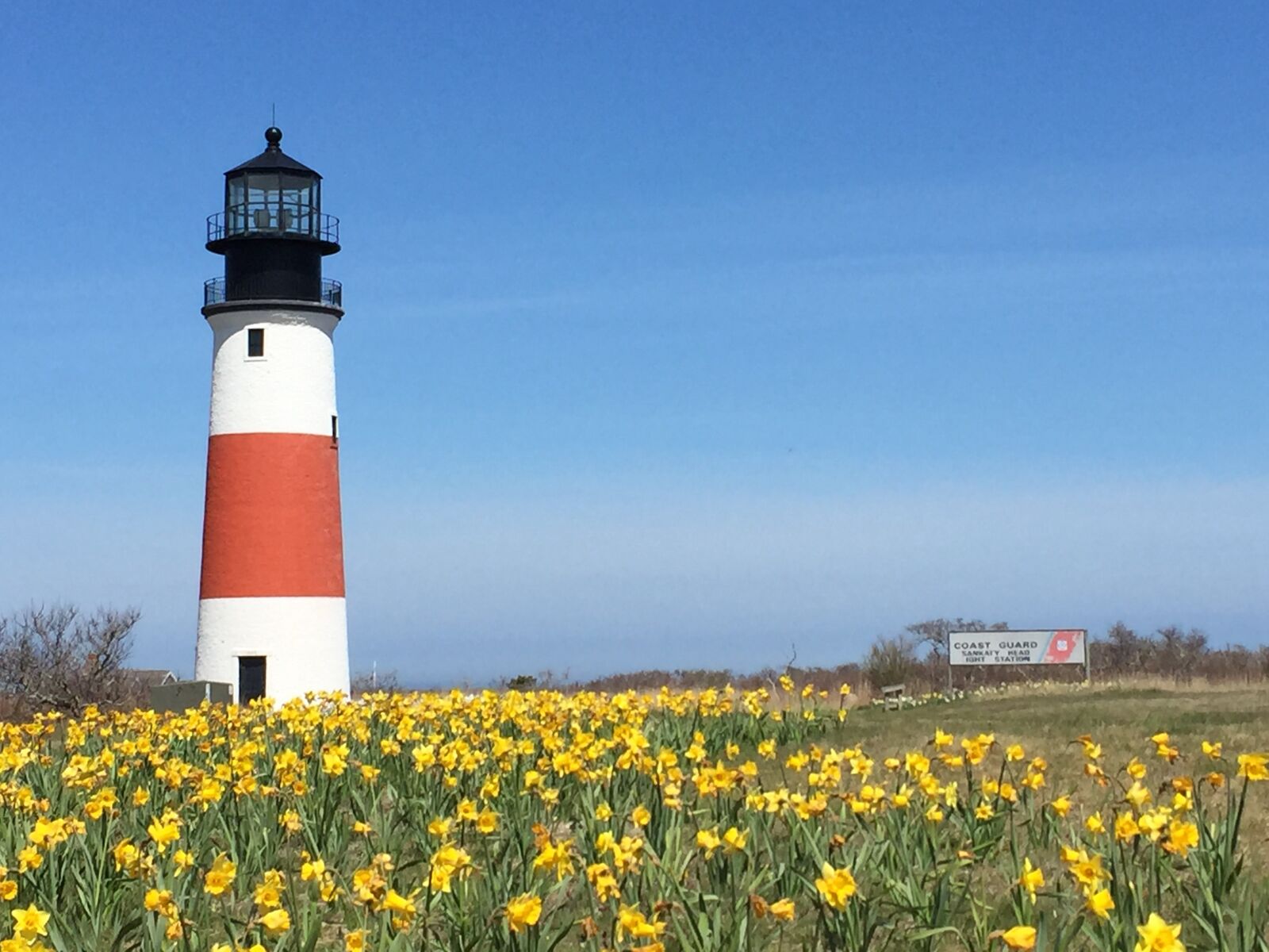 Apple iPhone 6 sample photo. Lighthouse, daffodils, sunny day photography