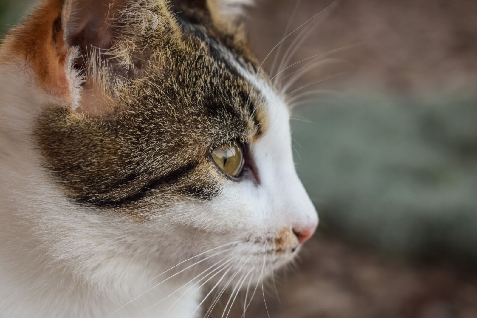 Nikon D3300 sample photo. Cat, stray, young photography