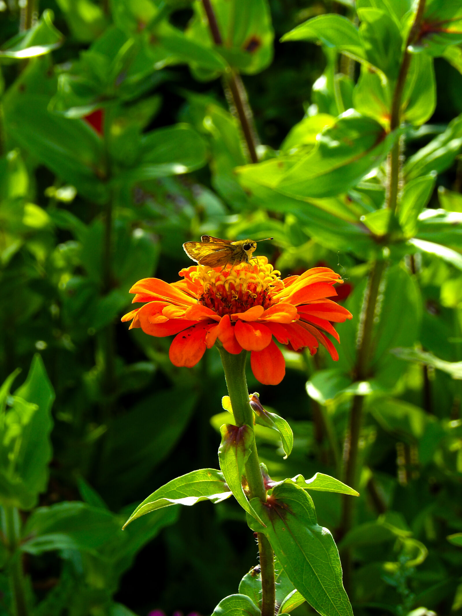 JK KODAK PIXPRO AZ528 sample photo