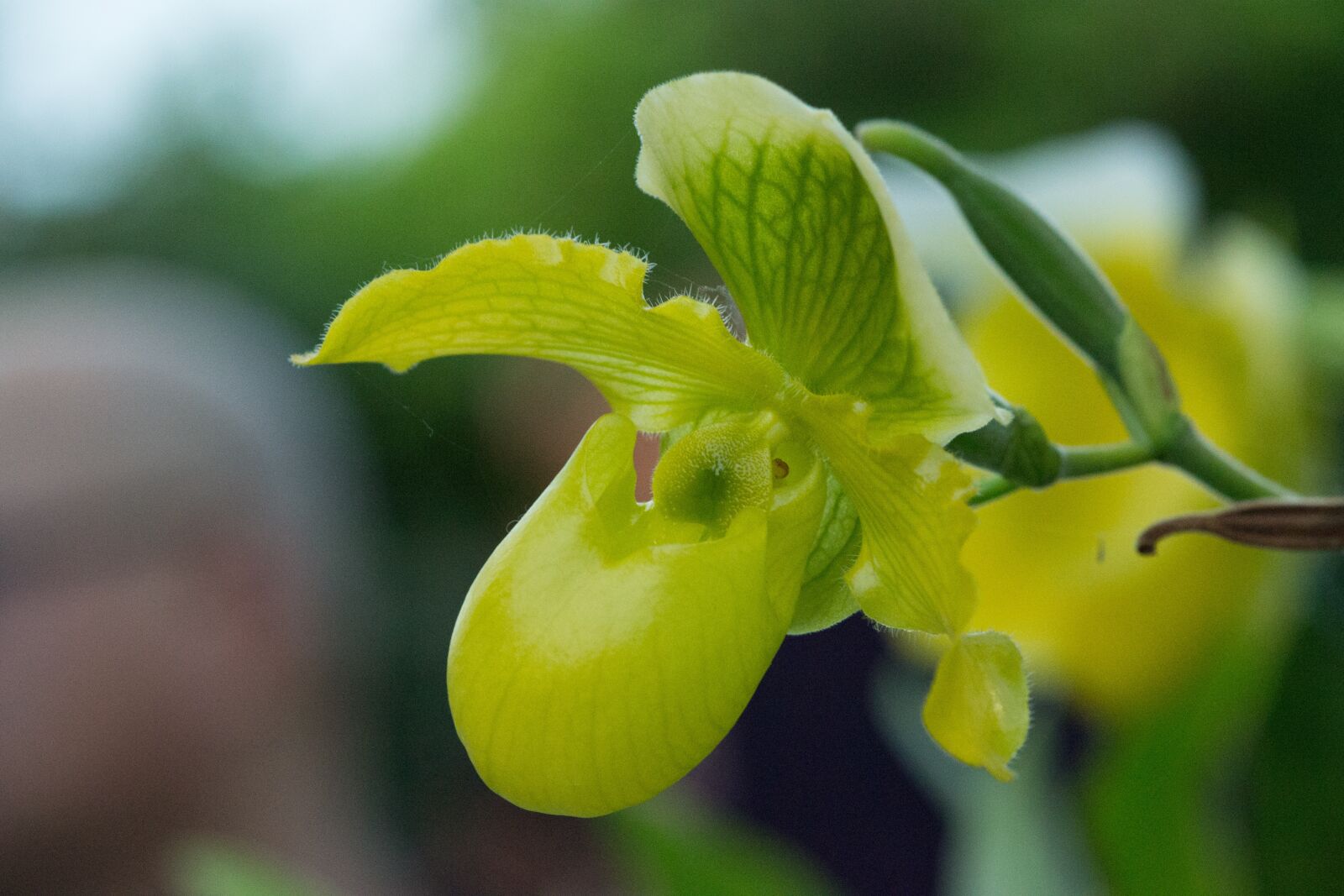 Nikon D3100 sample photo. Orchid, garden, flower orchid photography