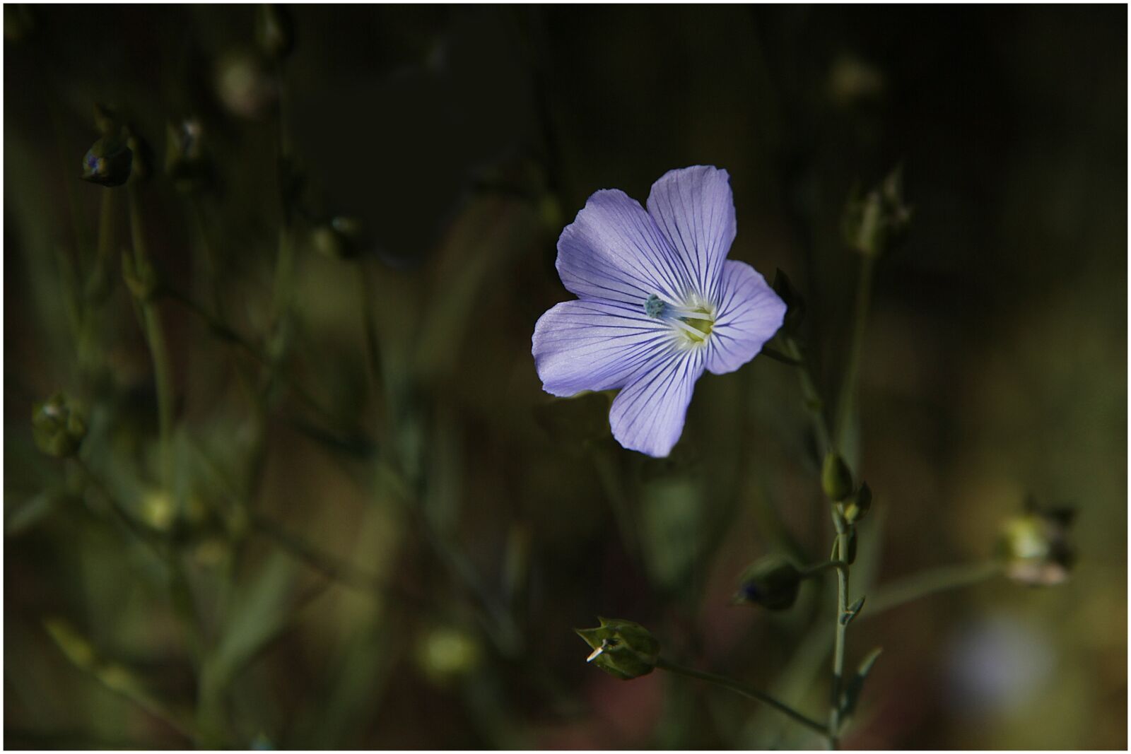 Canon EOS 60D sample photo. Flower, flax, plant photography
