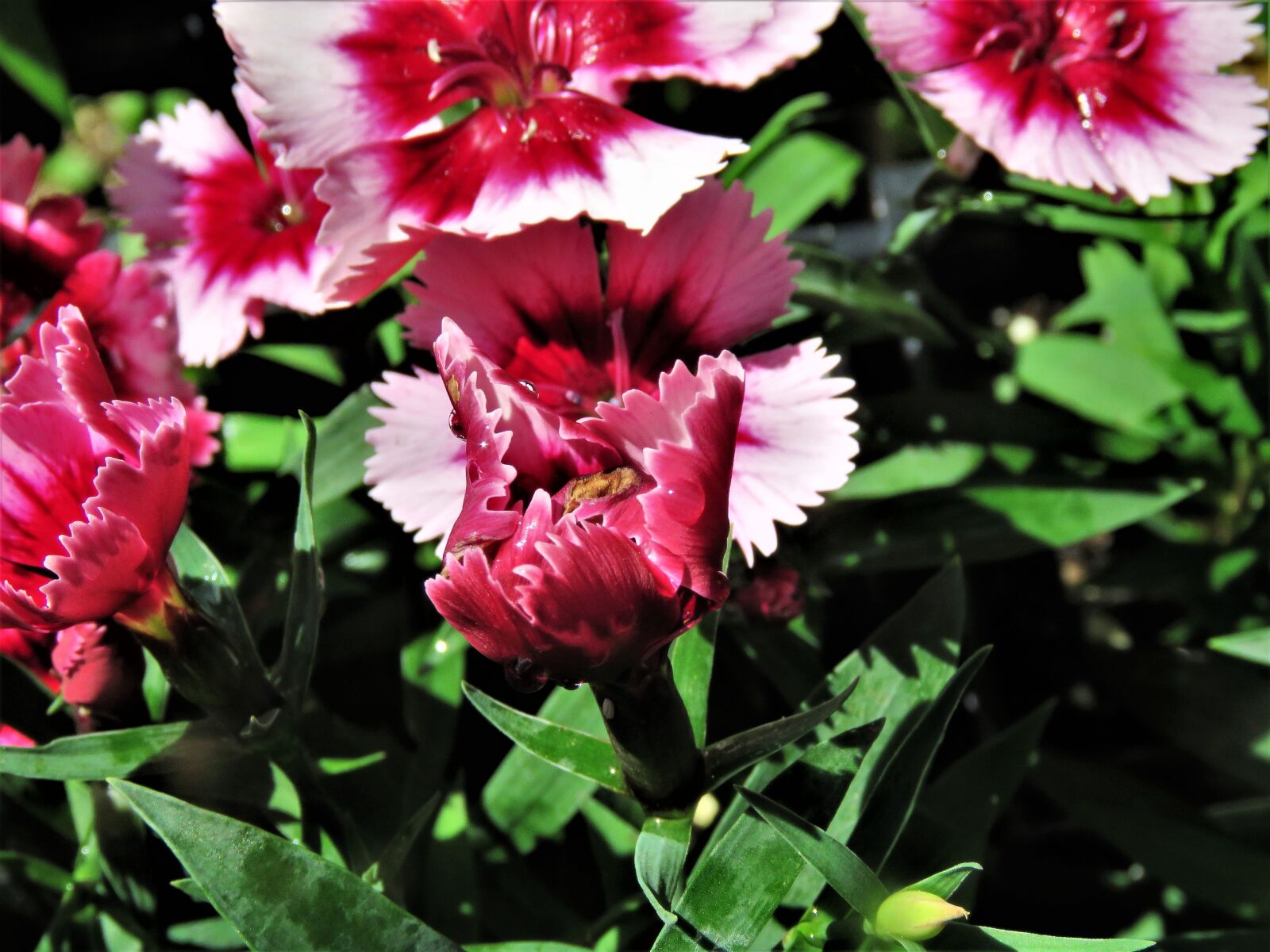 Canon PowerShot SX60 HS sample photo. Flowers, pink, red photography