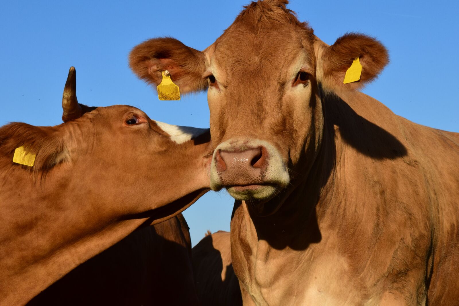 Nikon D3300 sample photo. Cow, pasture, kiss photography