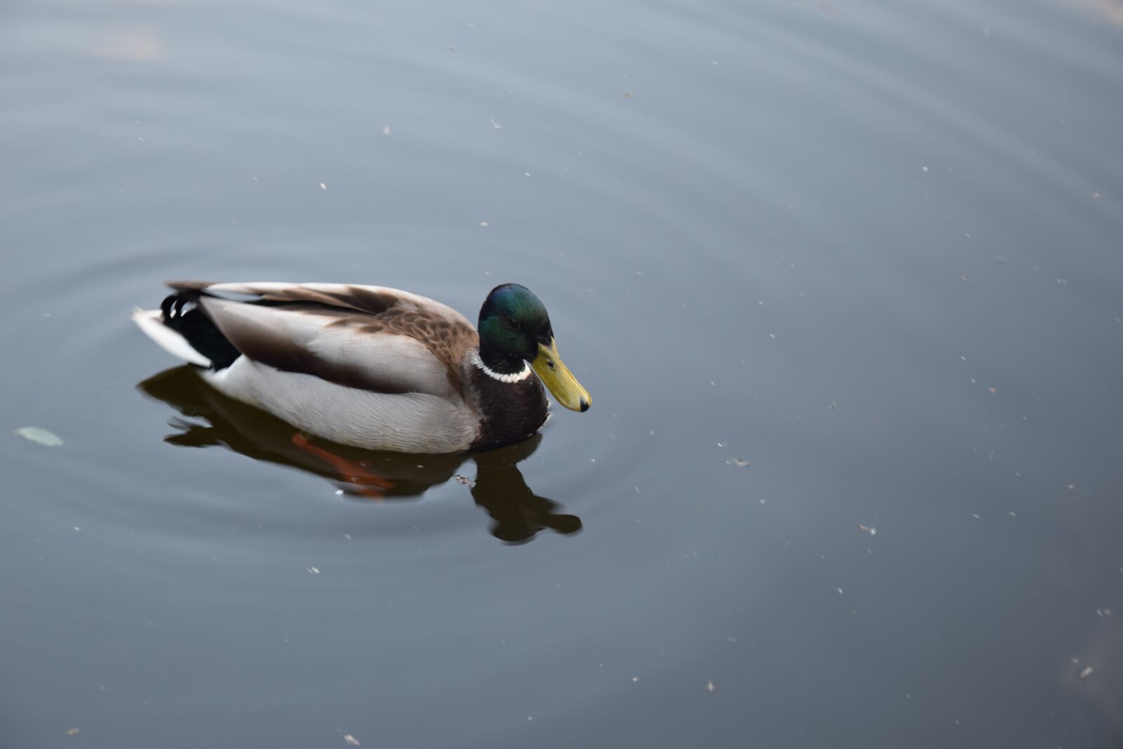 Nikon D3300 sample photo. Duck, birds, monolithic part photography