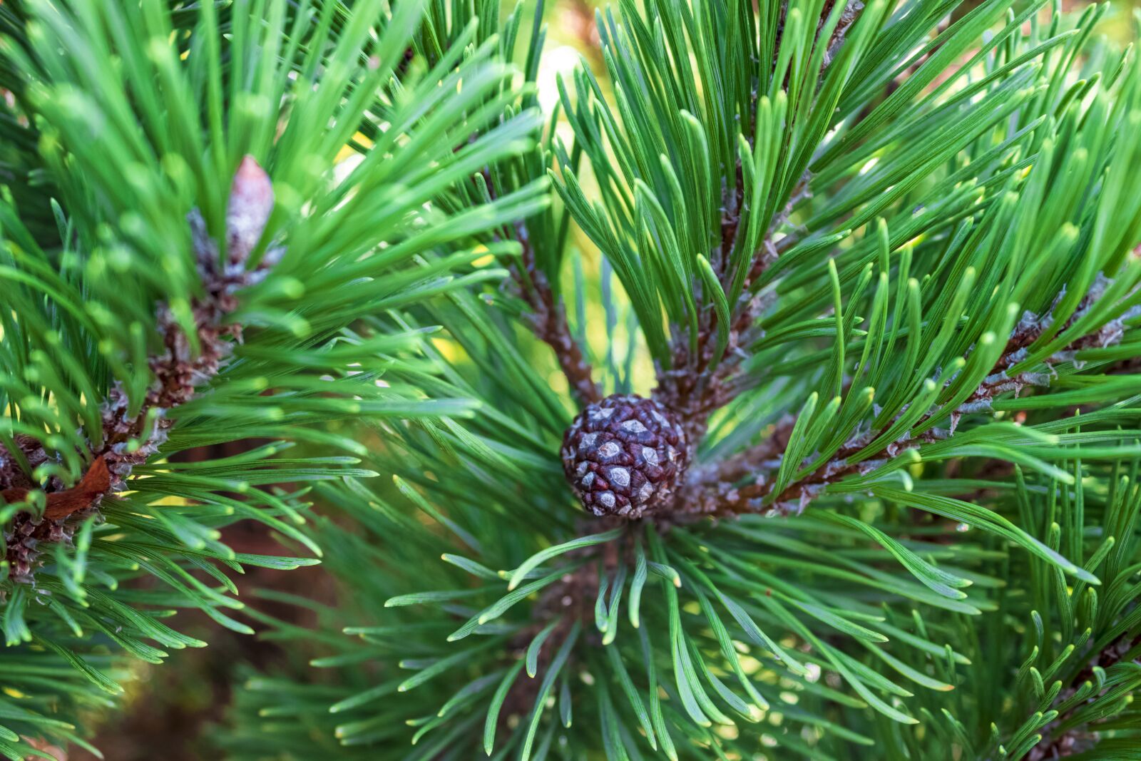 Canon EOS 250D (EOS Rebel SL3 / EOS Kiss X10 / EOS 200D II) sample photo. Tree, cone, conifer photography