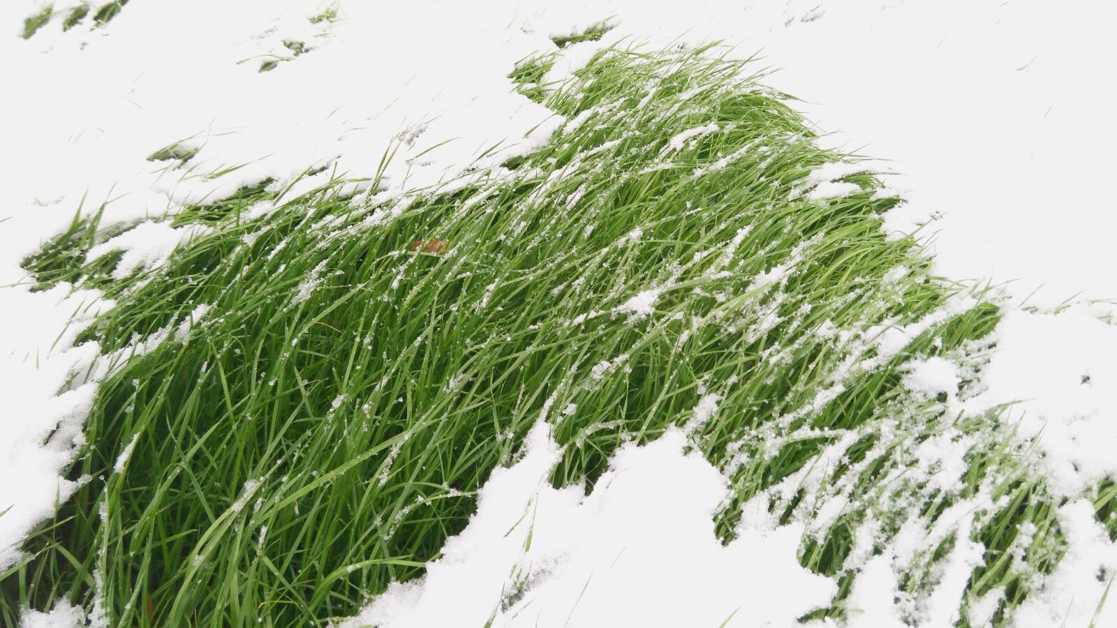 Xiaomi HM NOTE 1S CT sample photo. Grass, snow, winter photography