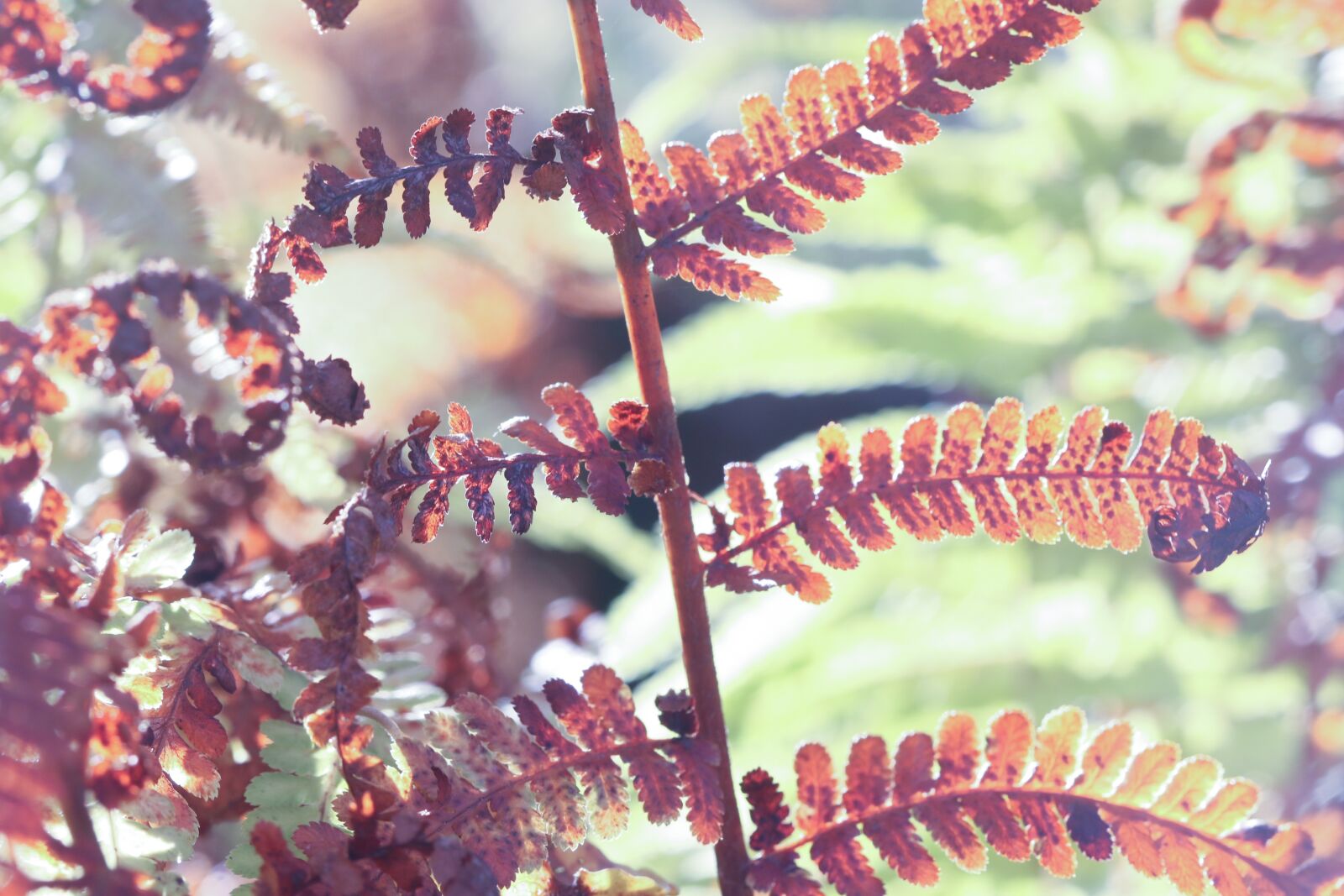 Canon EOS 7D Mark II sample photo. Leaf, plant, nature photography