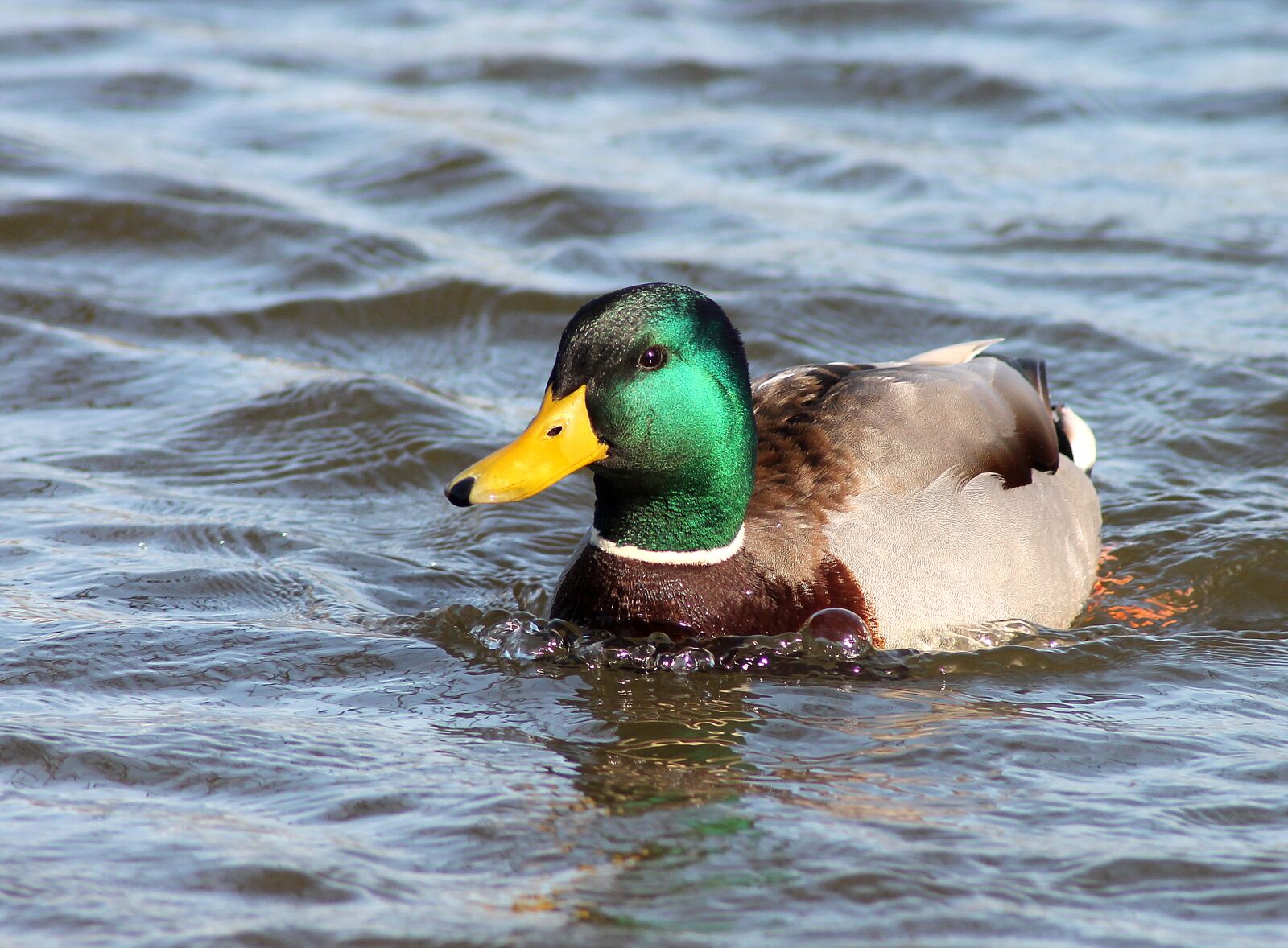 Canon EOS 1100D (EOS Rebel T3 / EOS Kiss X50) sample photo. And, natural, swimming bird photography