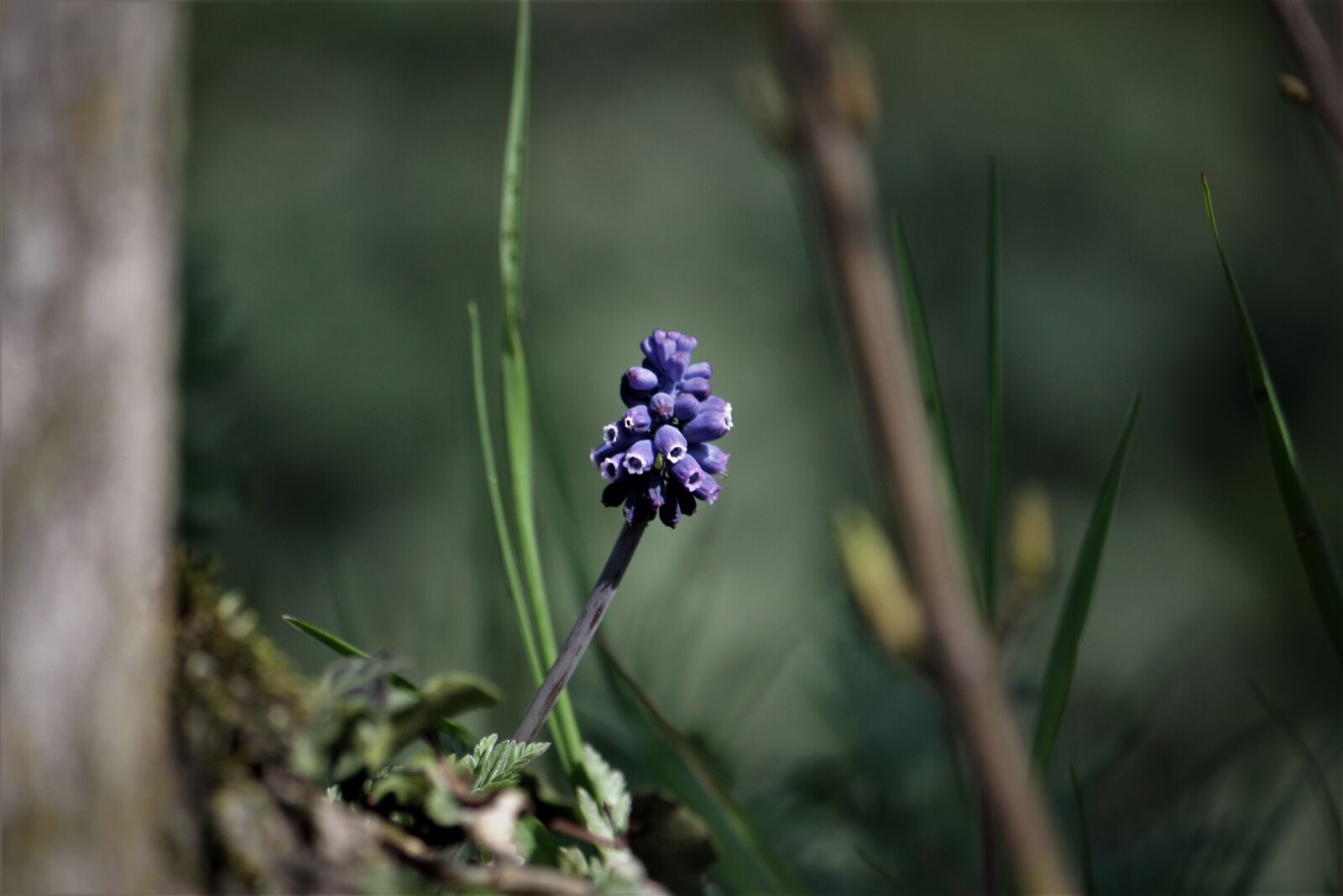 Canon EOS 450D (EOS Rebel XSi / EOS Kiss X2) sample photo. Muscari, flowers, plant photography