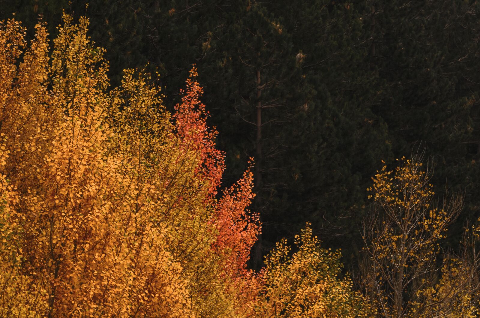 Tamron SP 70-200mm F2.8 Di VC USD sample photo. Autumn, trees, forest photography