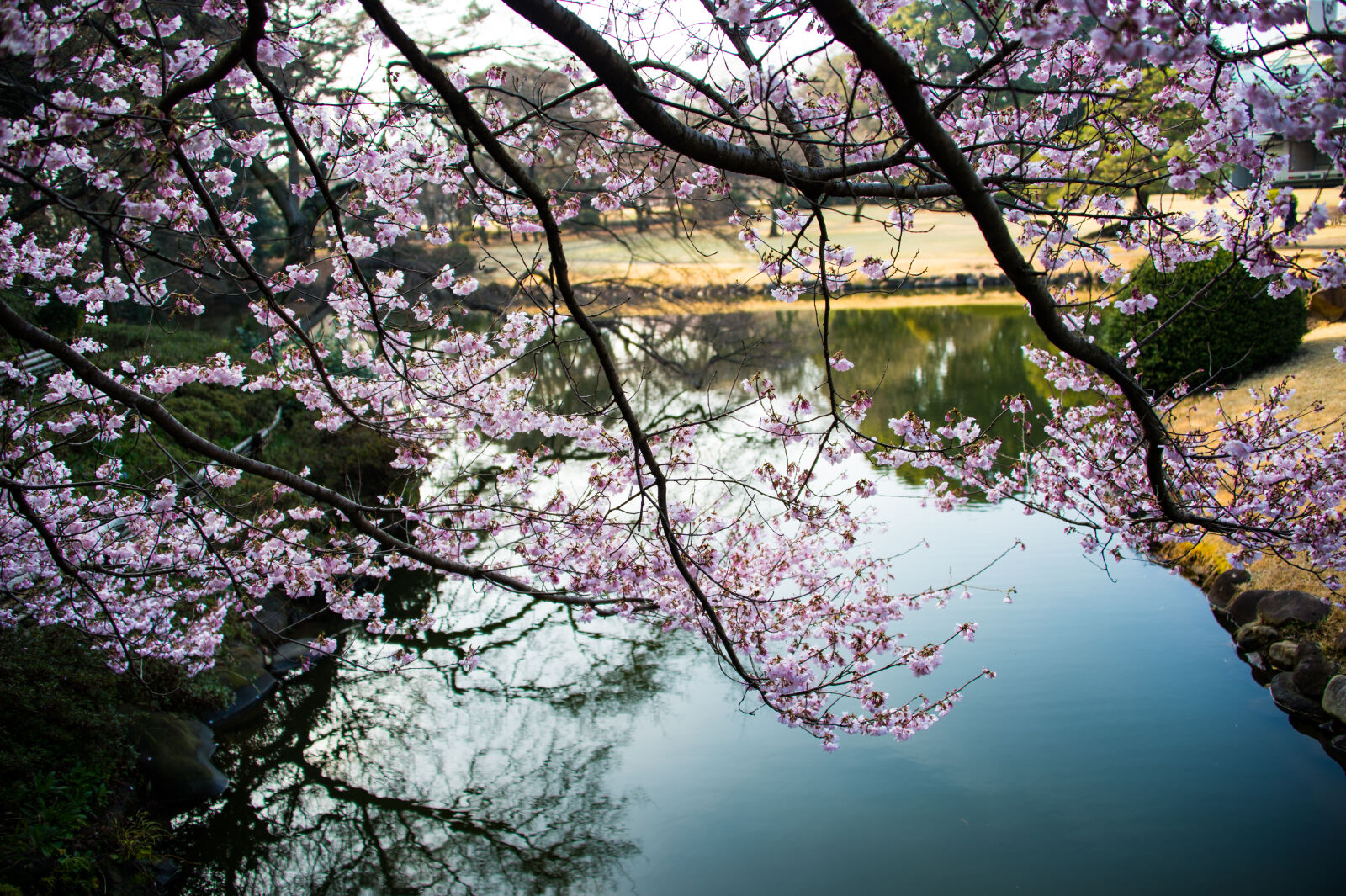 Nikon Df sample photo. Beautiful, flowers, cherry, blossom photography