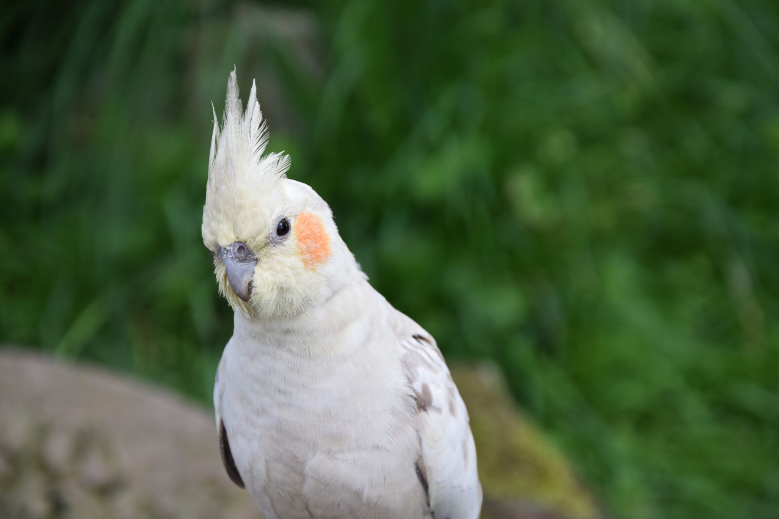Nikon D5300 sample photo. Parakeet, small parrot, animal photography