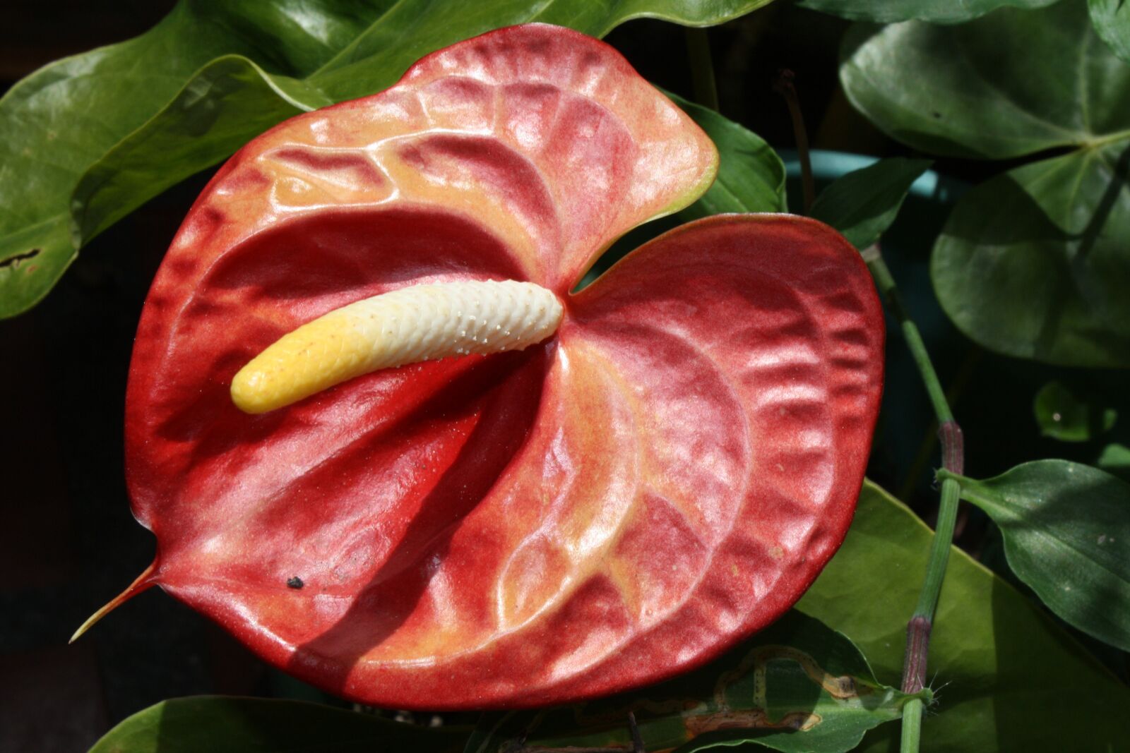 Canon EOS 1000D (EOS Digital Rebel XS / EOS Kiss F) sample photo. Flower, anthurium, plants photography