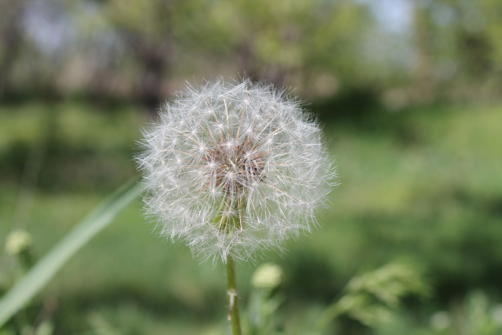 Canon EOS 1100D (EOS Rebel T3 / EOS Kiss X50) sample photo. Dandelion, flower photography