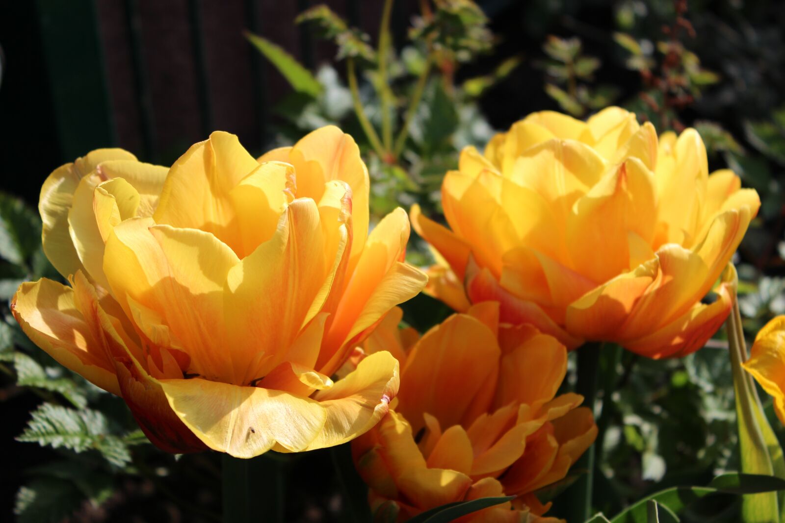 Canon EOS 600D (Rebel EOS T3i / EOS Kiss X5) sample photo. Flower, nature, plant photography