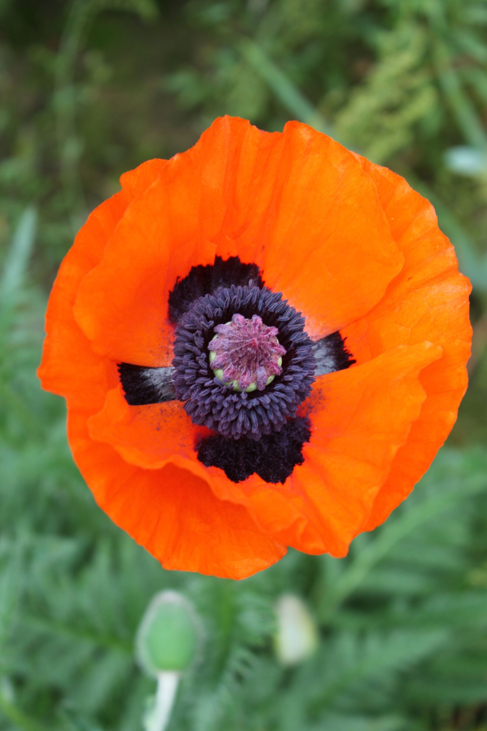 Canon EOS 1100D (EOS Rebel T3 / EOS Kiss X50) sample photo. Poppy flowers, nature, pink photography