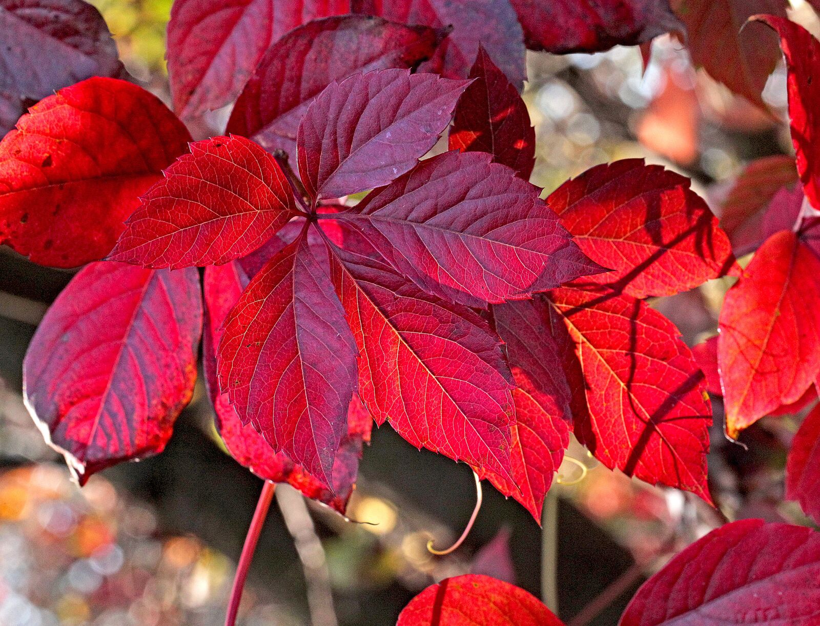 Canon EOS 5D Mark II sample photo. Foliage, colorful, autumn photography
