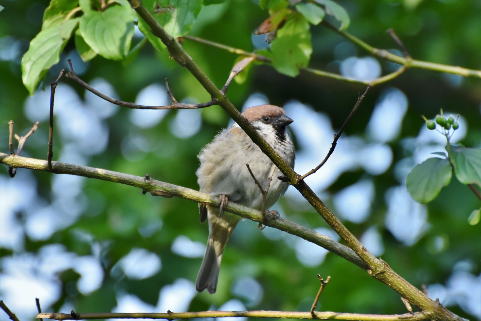 Nikon D7200 sample photo. Sparrow, sperling, bird photography