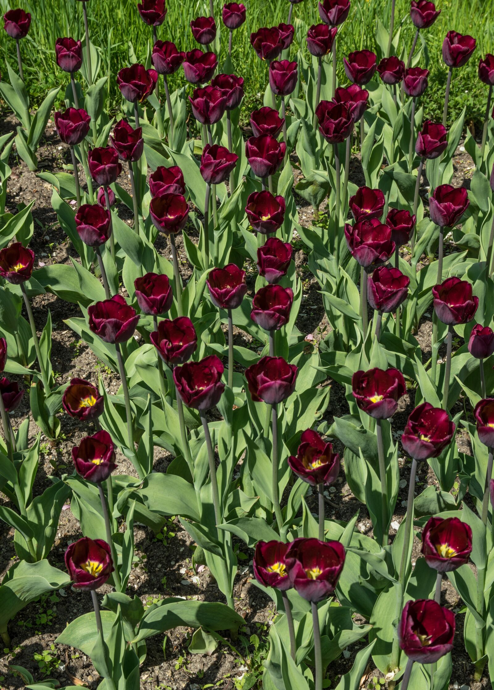 Pentax K-3 sample photo. Flower, tulip, tulip field photography
