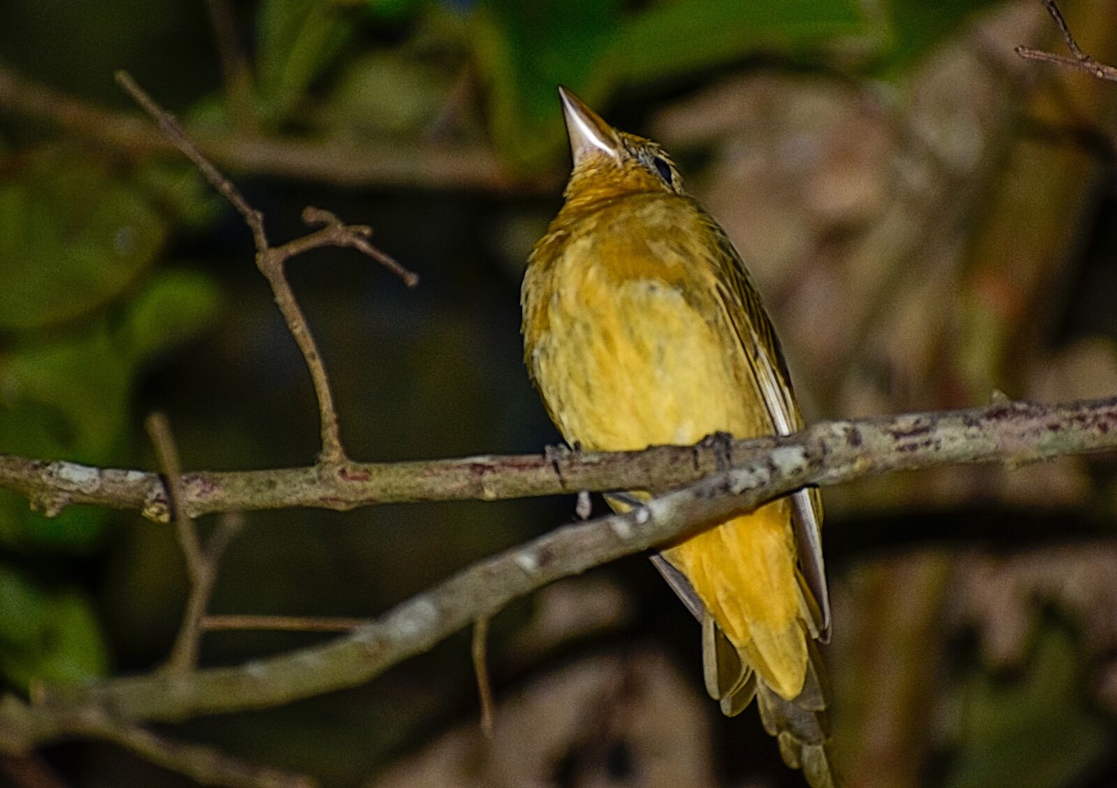 Nikon D3400 sample photo. Birds, nature, spring photography