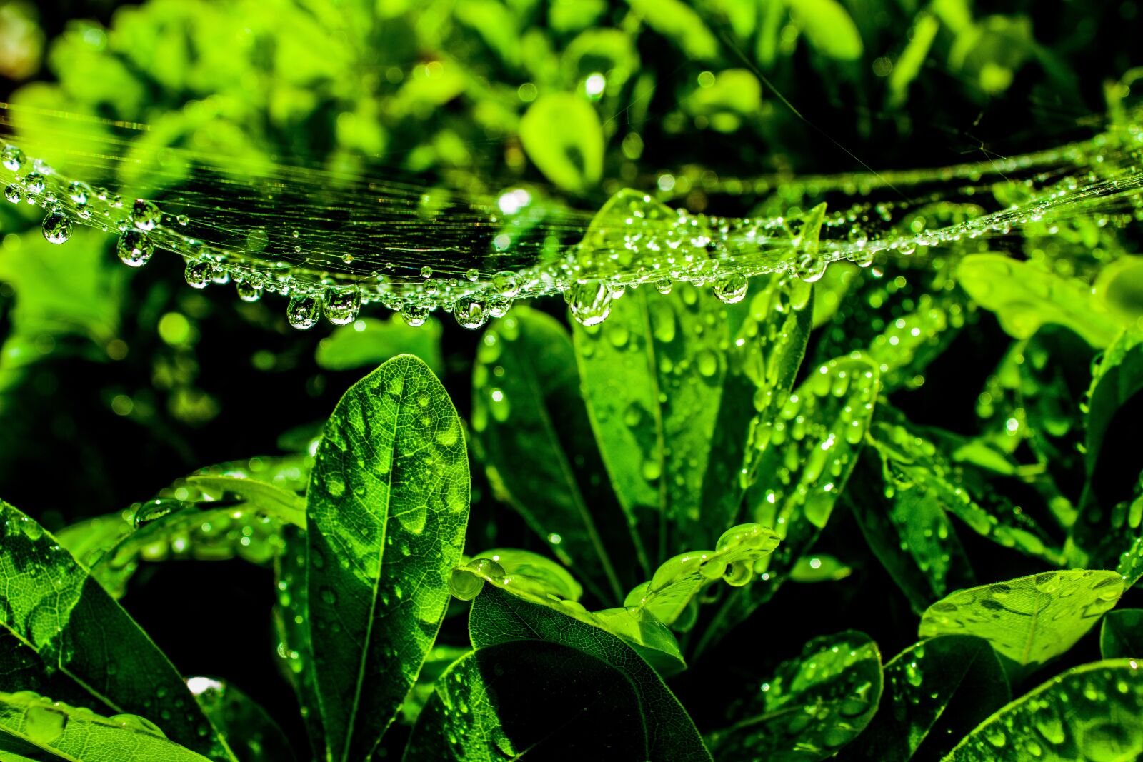 Canon EOS 1300D (EOS Rebel T6 / EOS Kiss X80) sample photo. Spiderweb, droplets, water photography