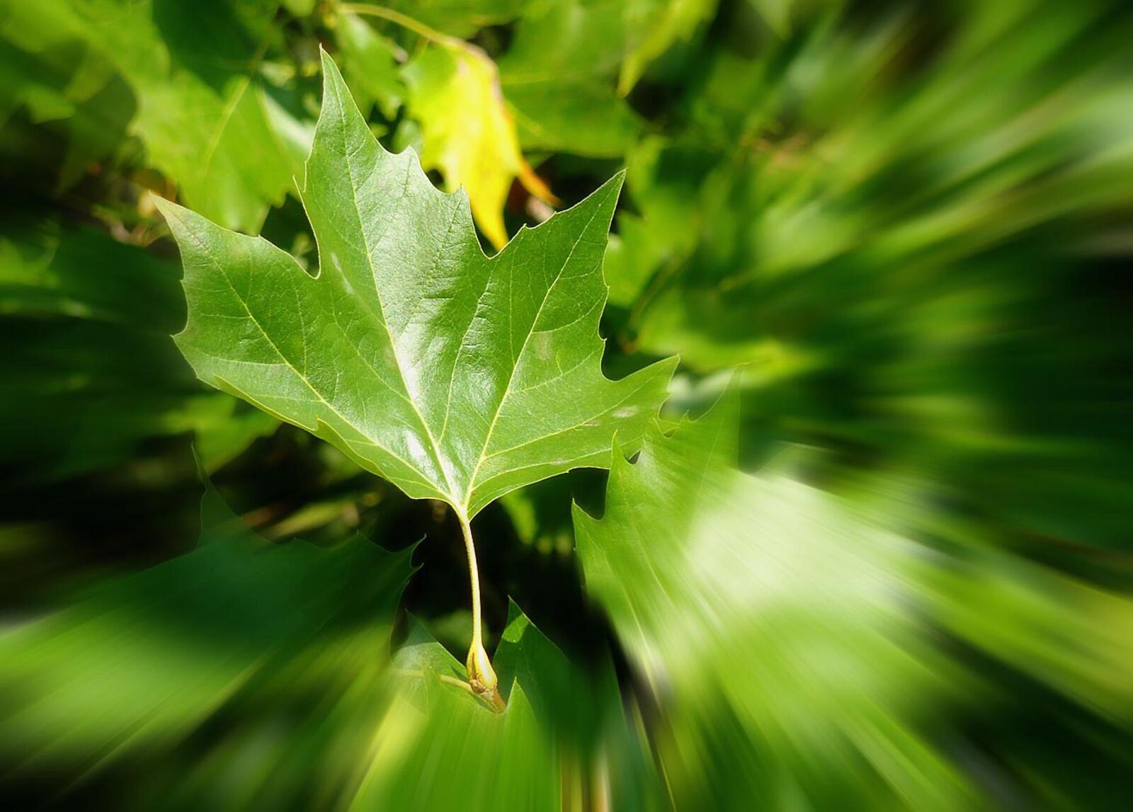 Panasonic DMC-TZ7 sample photo. Autumn, autumn leaf, fall photography
