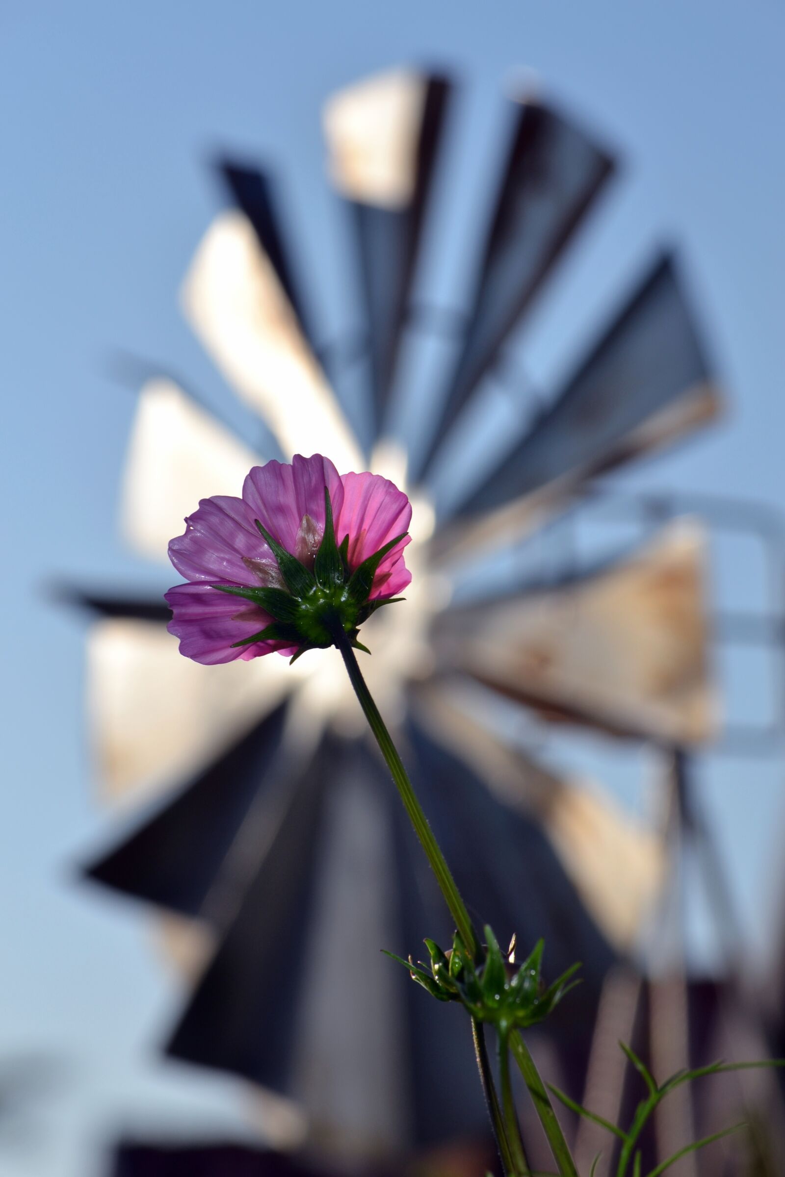 Nikon D3100 sample photo. Cosmos flower, farm, countryside photography