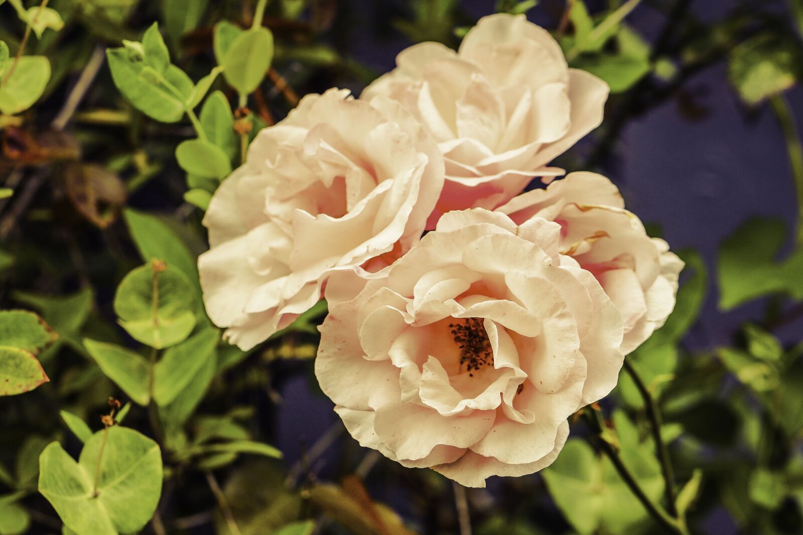 Canon EF 100mm F2.8L Macro IS USM sample photo. Roses, romantic, bloom photography