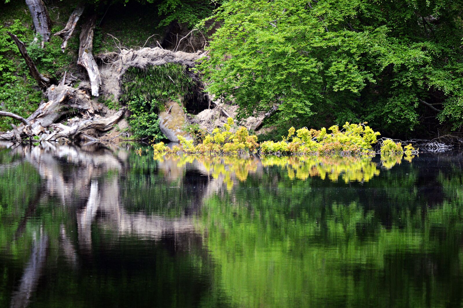 Nikon D3200 sample photo. Pond, lake, forest photography