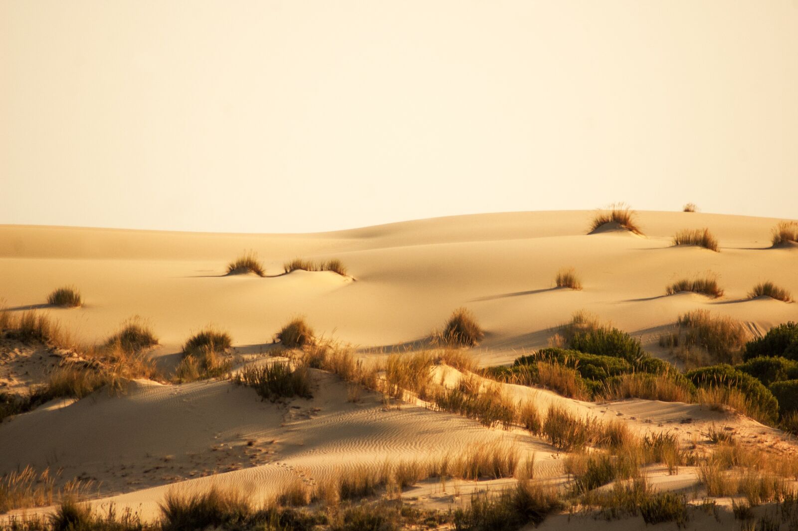 Nikon D40 sample photo. Dune, sand, desert photography