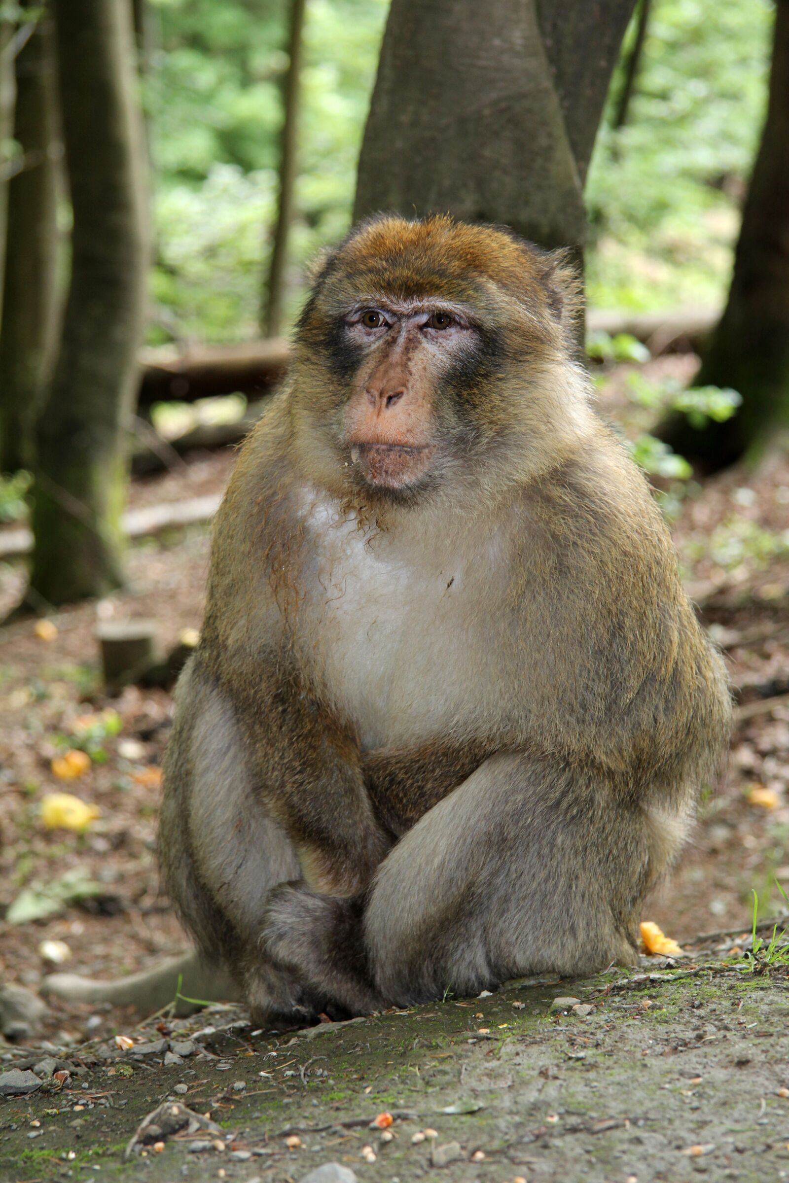 Canon EF-S 17-85mm F4-5.6 IS USM sample photo. Monkey, forest, gibbon photography