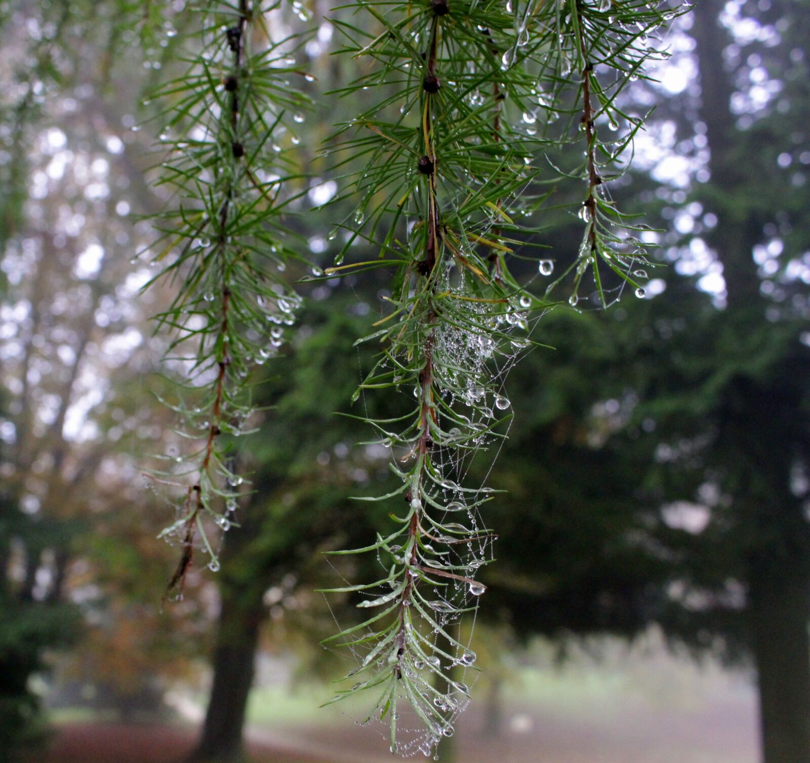 Canon EOS 100D (EOS Rebel SL1 / EOS Kiss X7) sample photo. Dew, drip, drop of photography