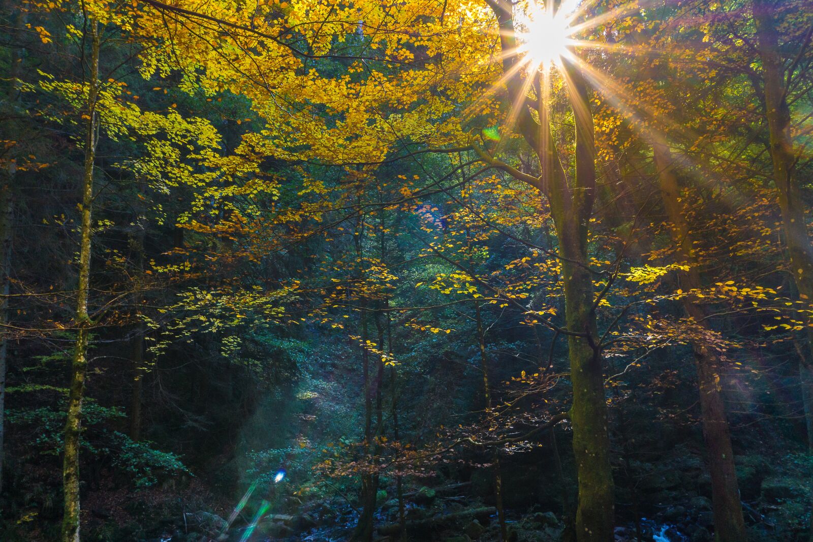 Sony E 16-50mm F3.5-5.6 PZ OSS sample photo. Forest, autumn, tree stump photography