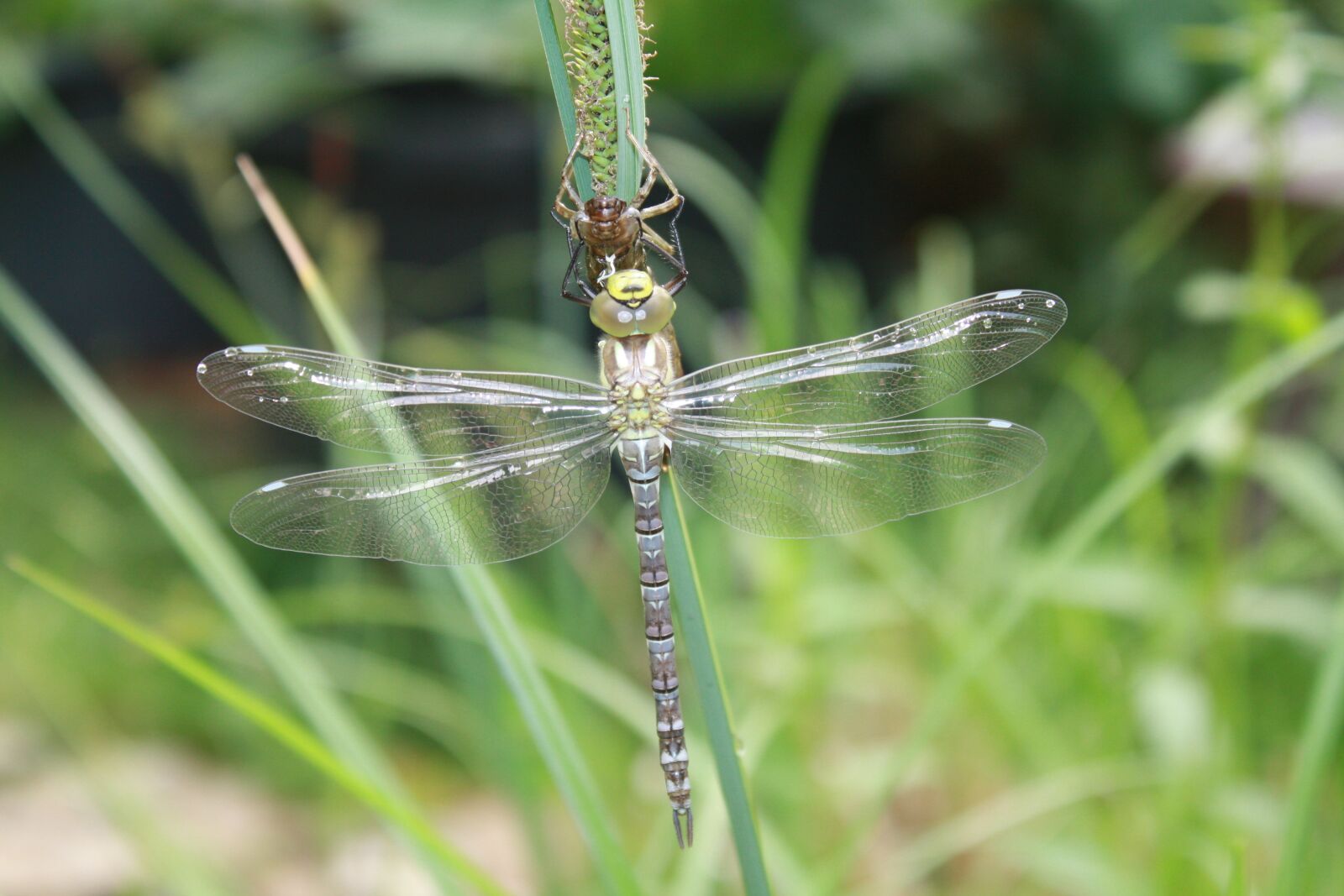 Canon EOS 450D (EOS Rebel XSi / EOS Kiss X2) sample photo. Dragonfly, dragonflies, aeshna photography