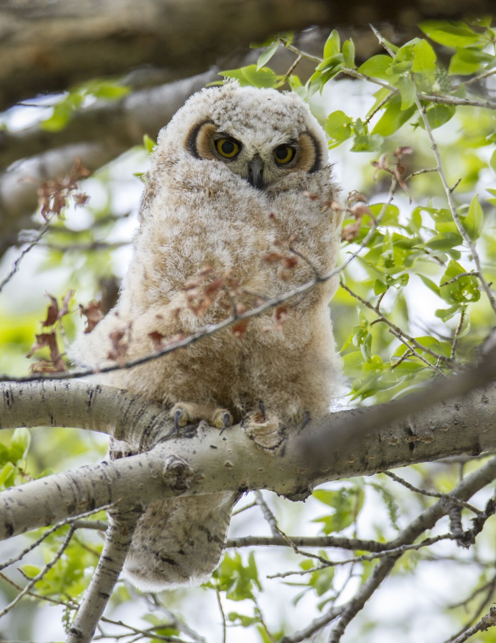 Canon EF 600mm F4L IS USM sample photo. Great horned owl, chick photography