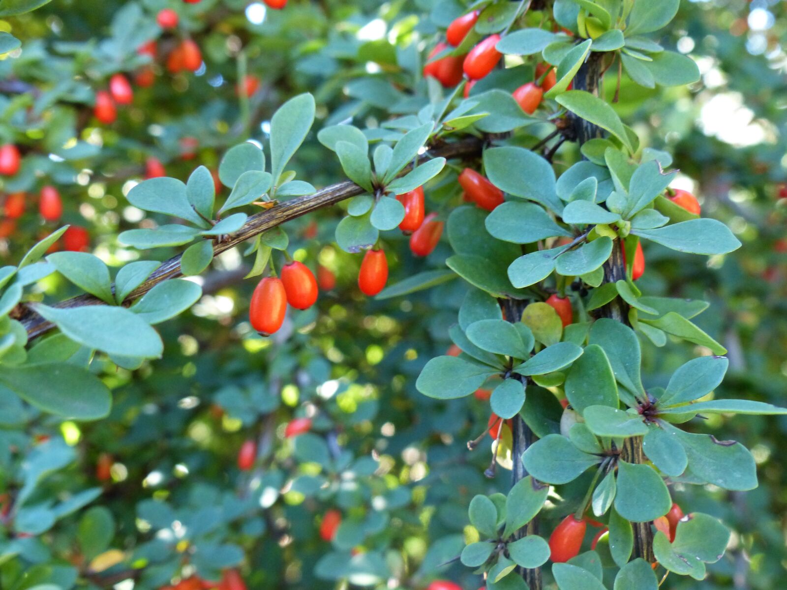Panasonic Lumix DMC-FZ200 sample photo. Garden, berries, barberry photography
