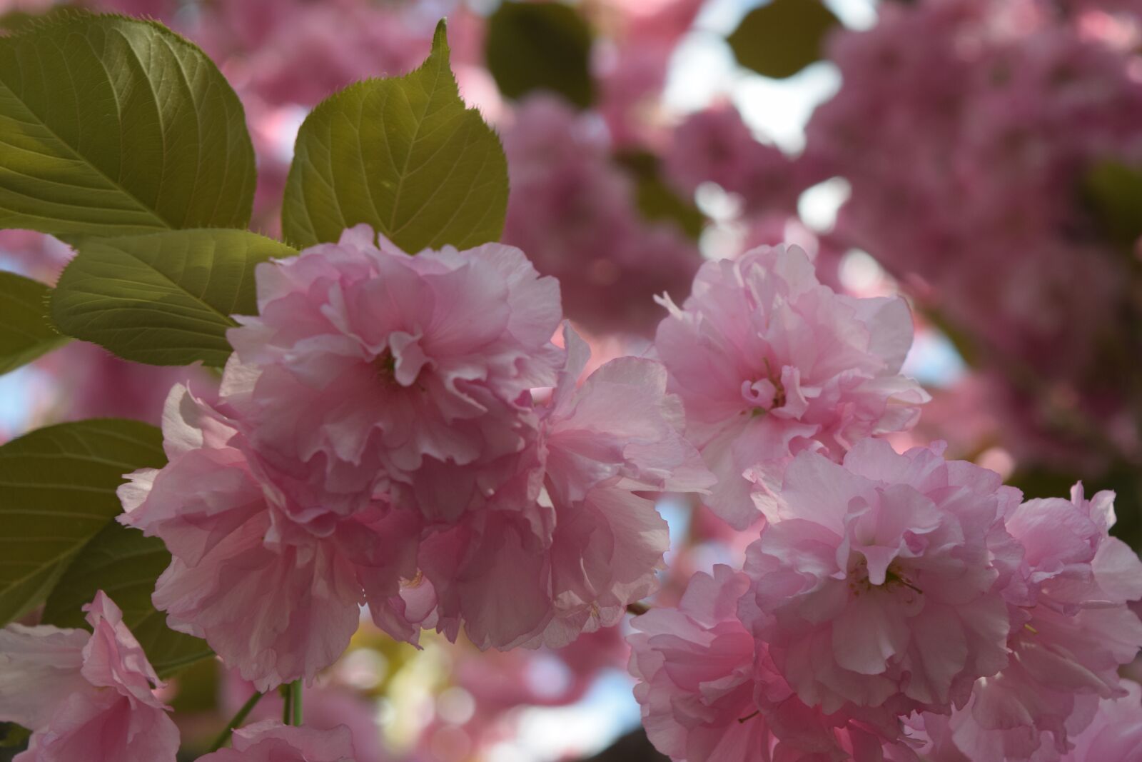 Nikon D3300 sample photo. Flower, flora, nature photography