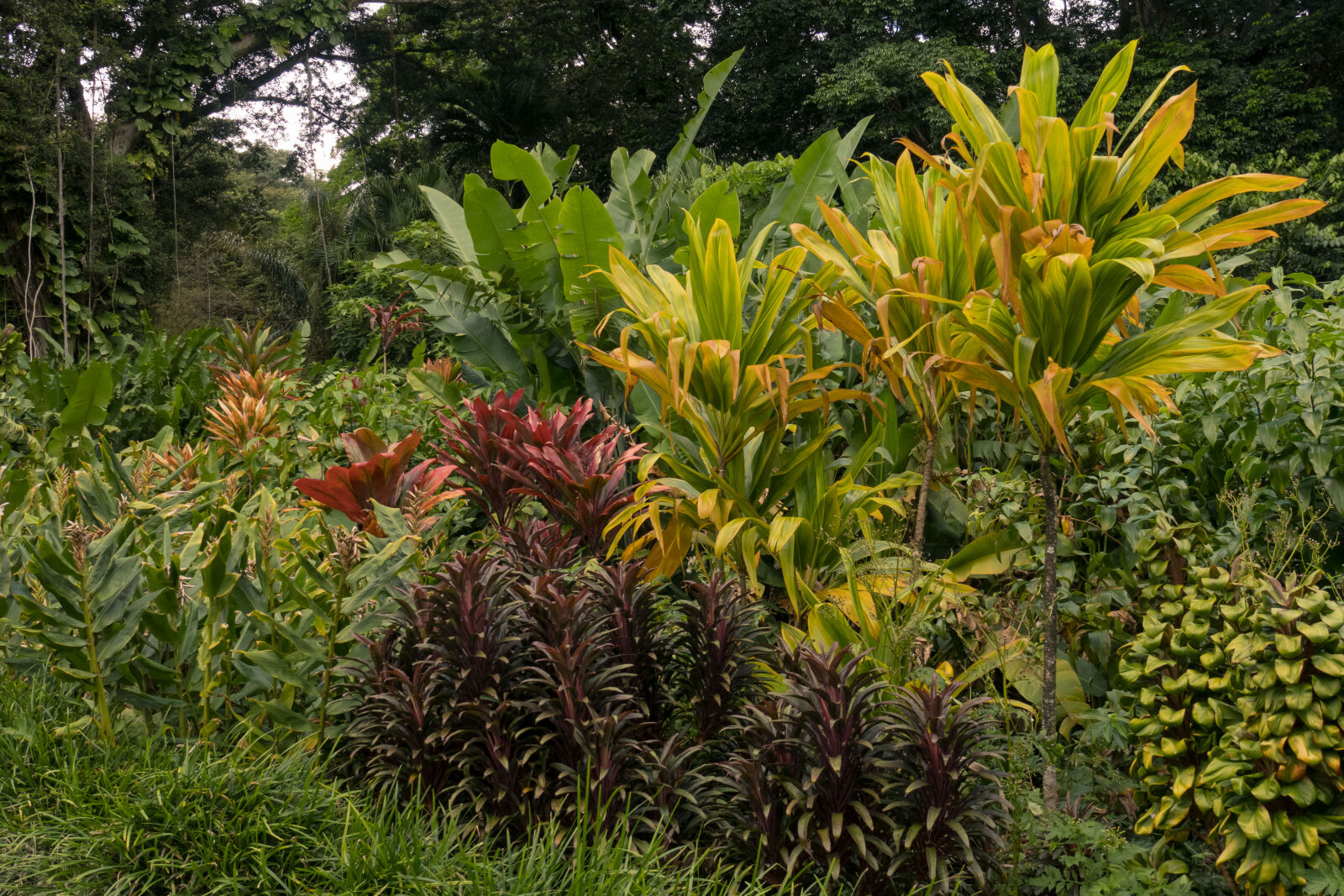 Canon PowerShot G3 X sample photo. Background, exotic, garden, hawaii photography