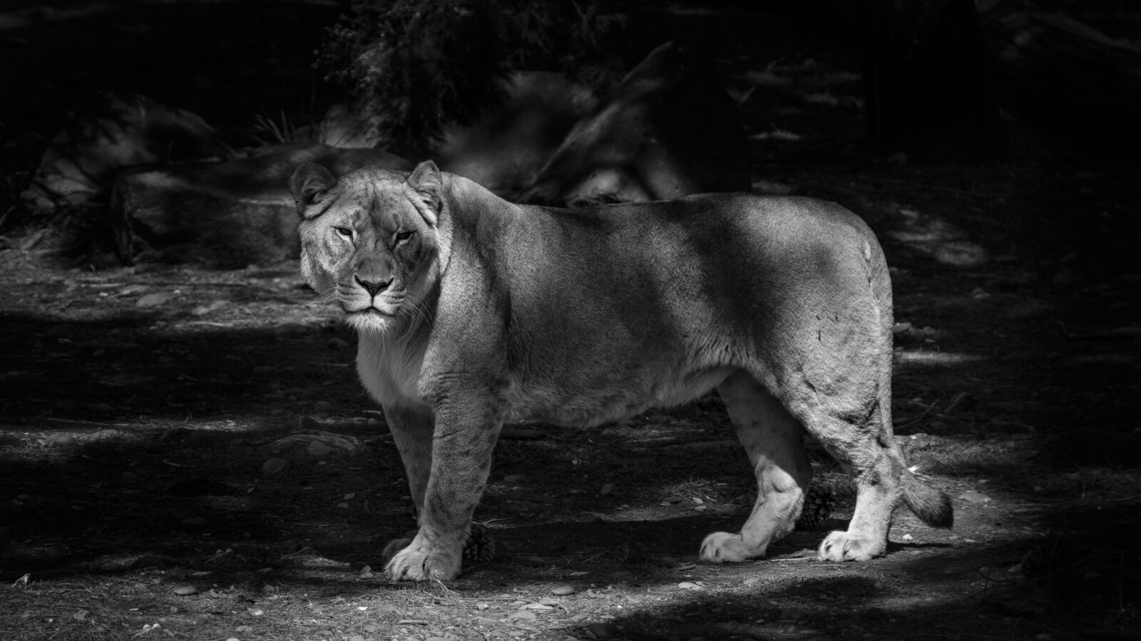 Fujifilm XF 18-135mm F3.5-5.6 R LM OIS WR sample photo. Lion, nature, animal photography