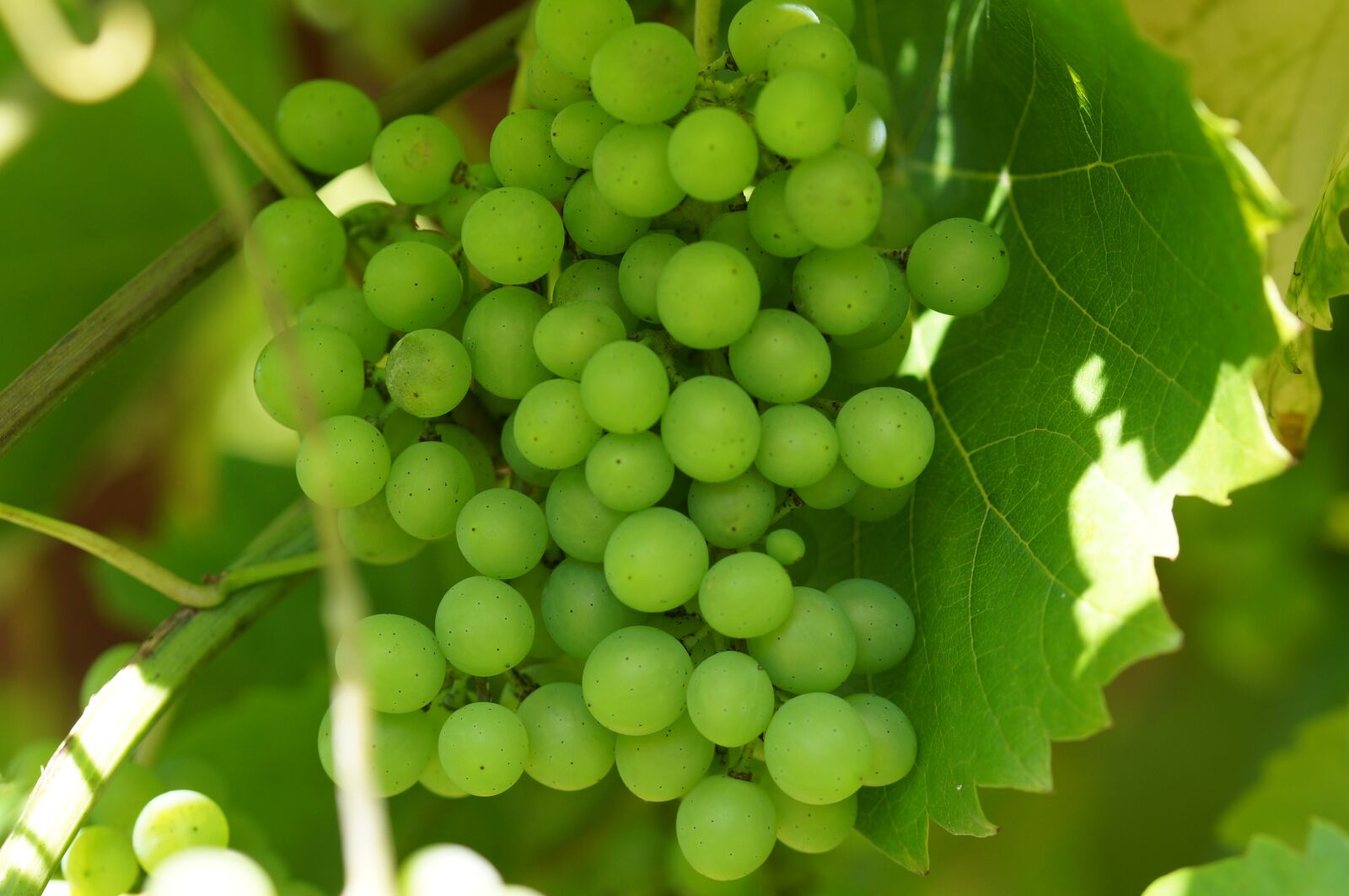 Sony SLT-A57 + 105mm F2.8 sample photo. Green grapes, wine, winegrowing photography