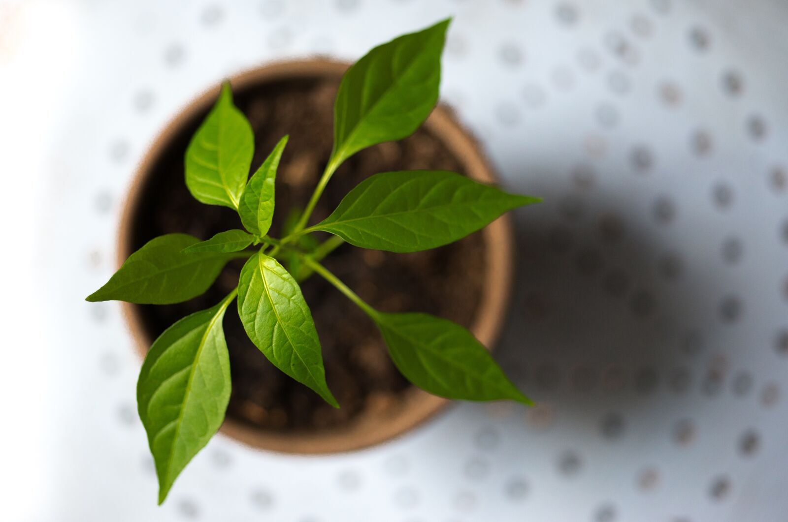 Nikon D610 sample photo. Young, plant, green photography