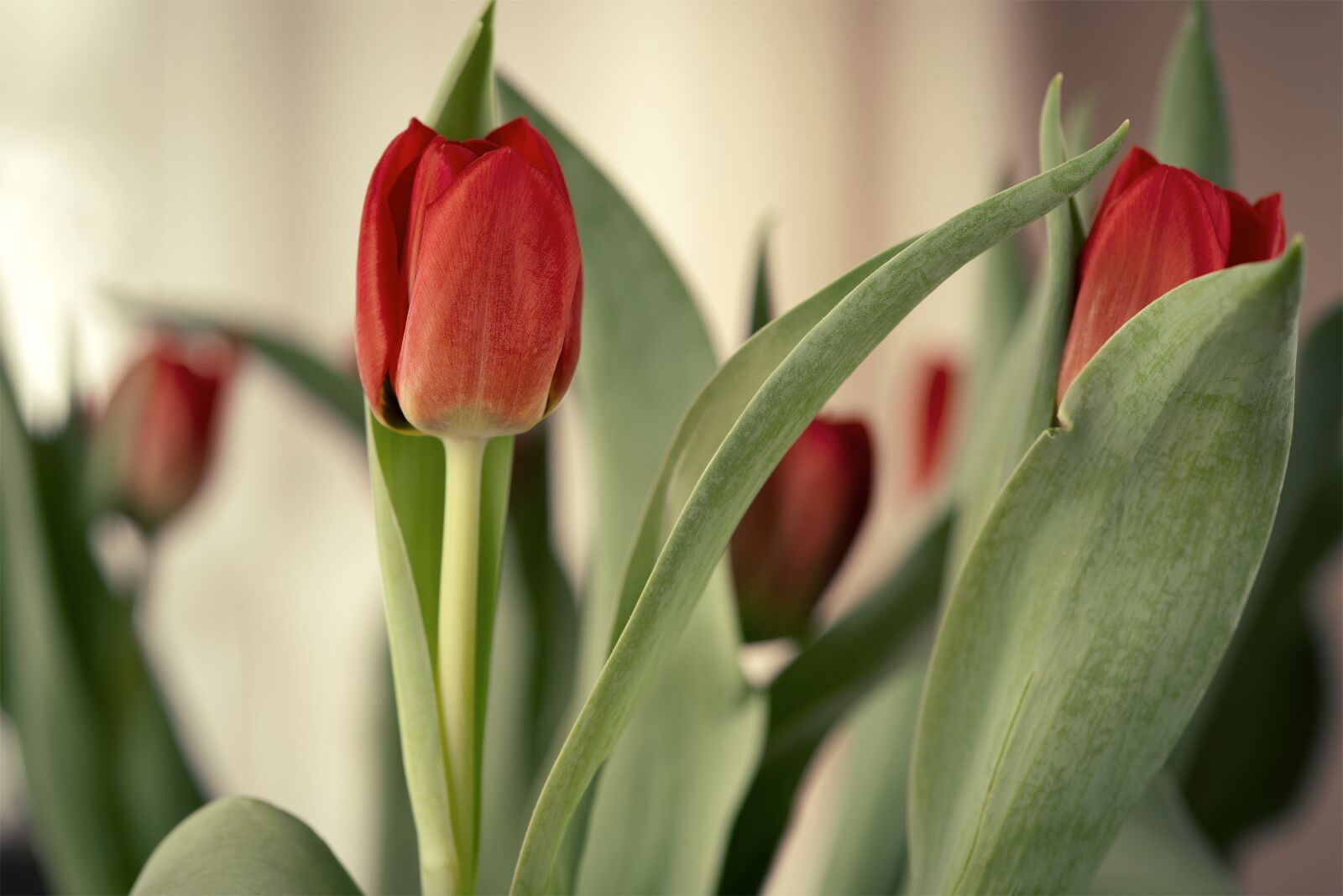 Nikon D750 sample photo. Tulips, flowers, red photography