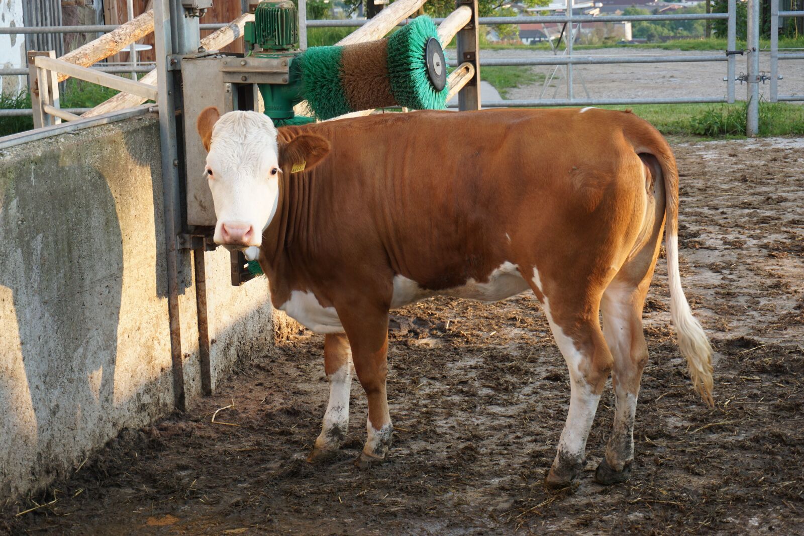 Sony a6000 sample photo. Cow, farm, animals photography