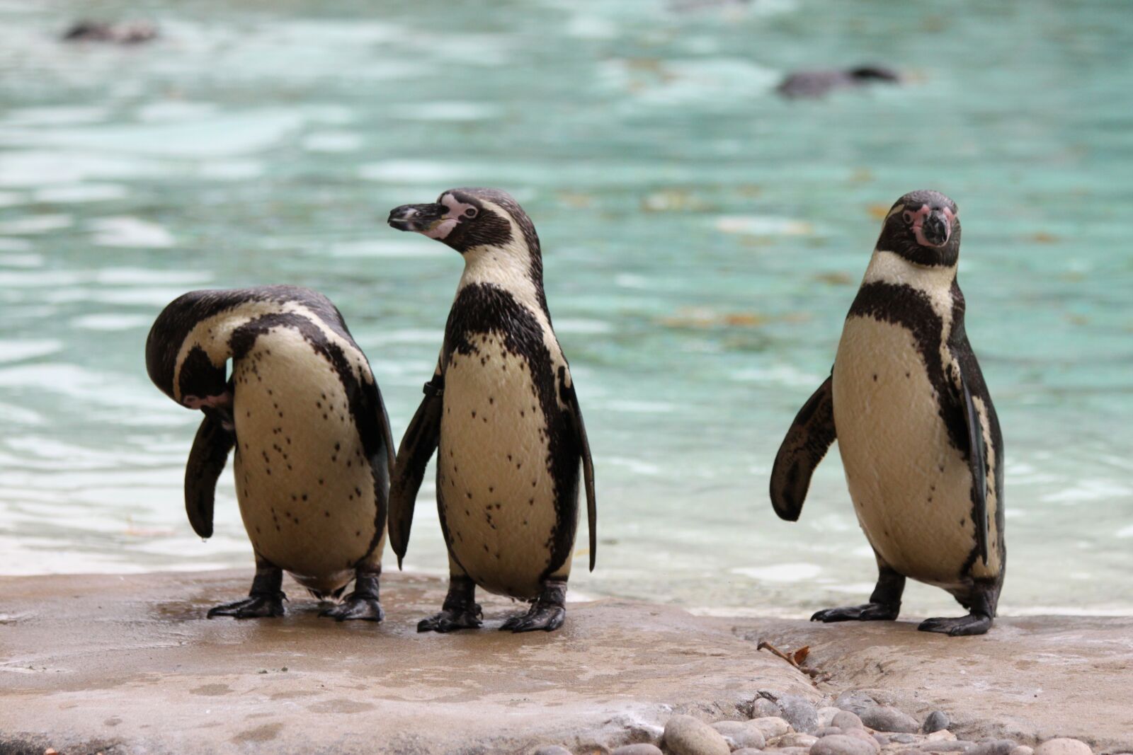 Canon EOS 500D (EOS Rebel T1i / EOS Kiss X3) sample photo. Penguins, crested-penguin, bird photography