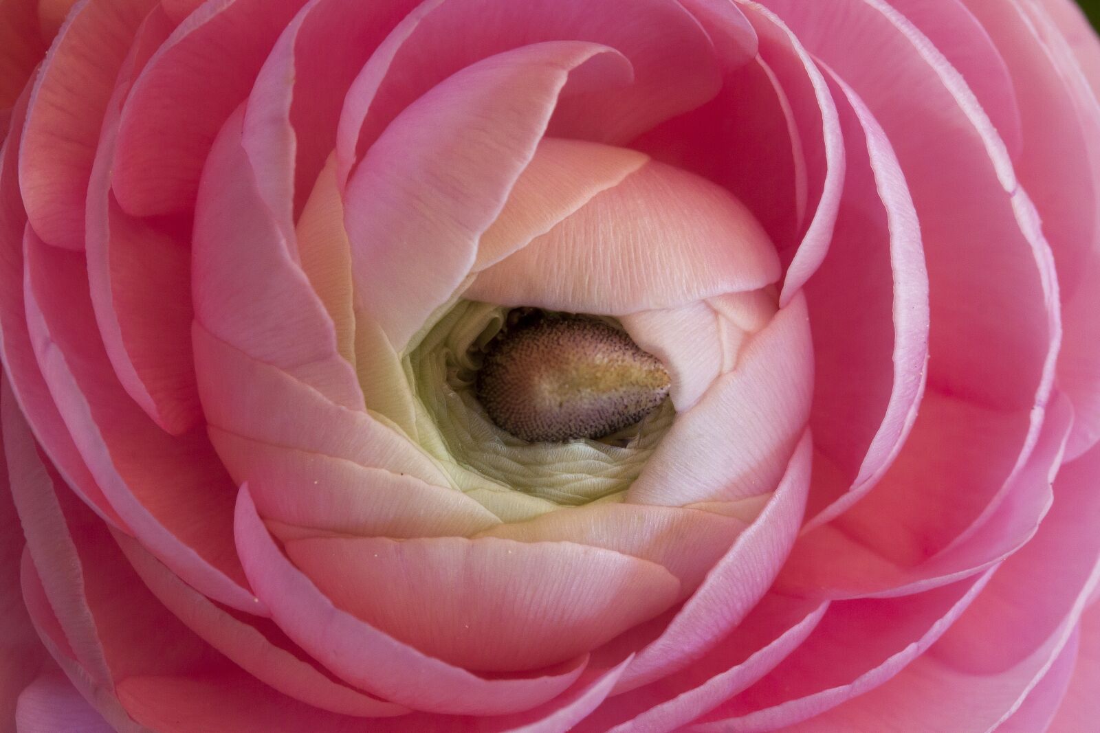 Canon EF-S 60mm F2.8 Macro USM sample photo. Ranunculus, blossom, bloom photography