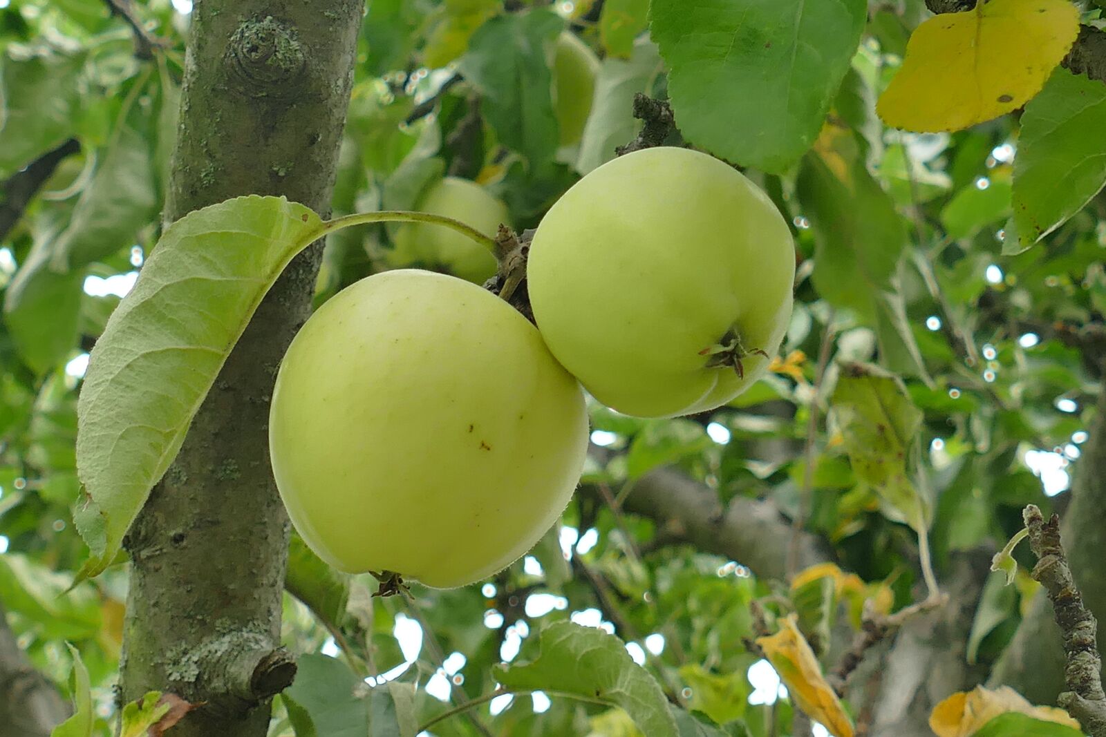 Panasonic Lumix DMC-FZ1000 sample photo. Fruit, apple, couple photography