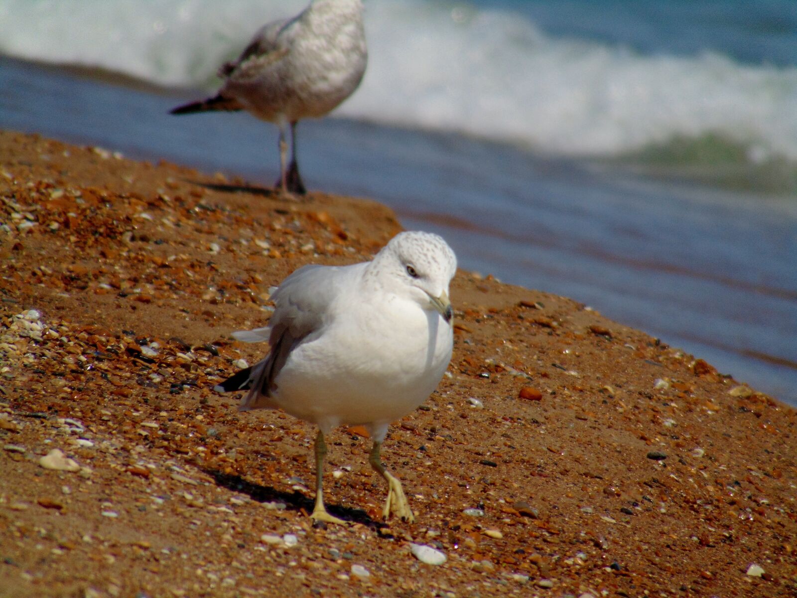 Sony Cyber-shot DSC-H300 sample photo. Seagull, beach, lake photography