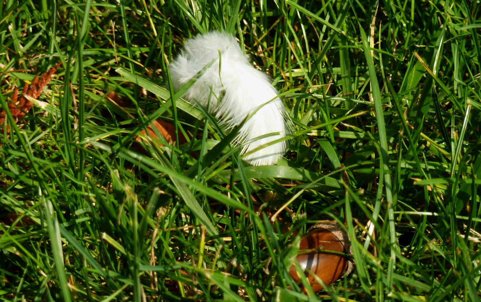 Panasonic DMC-TZ7 sample photo. Feather, autumn, meadow photography